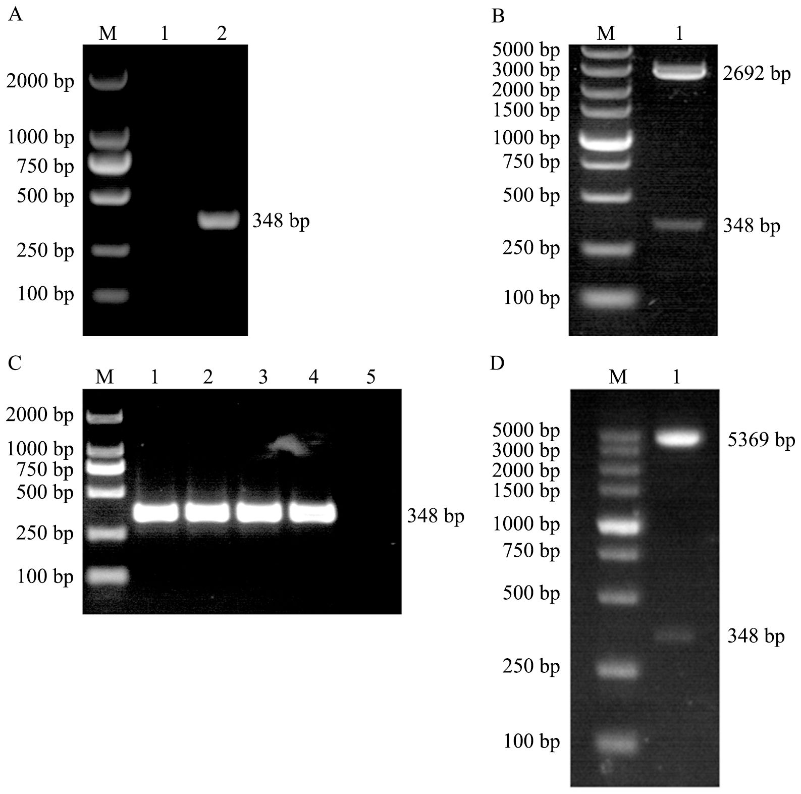 Gel electrophoresis image showing four panels labeled A, B, C, and D. Each panel includes a DNA ladder marked with base pair sizes. Panel A shows bands at 348 base pairs, Panel B at 348 and 2692 base pairs, Panel C at 348 base pairs across five lanes, and Panel D at 348 and 5369 base pairs. Each panel has a lane marked “M” for the DNA marker.