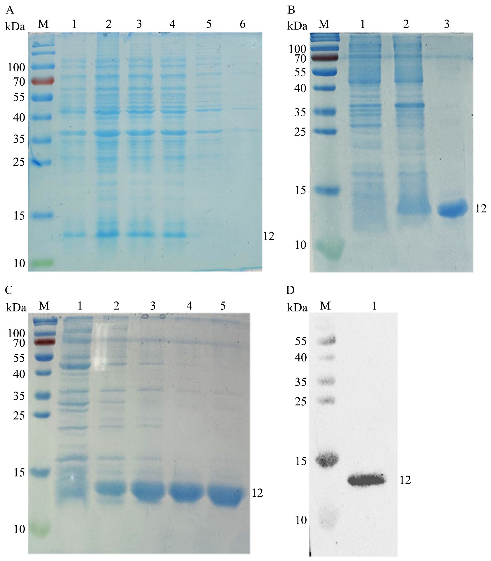 Four panels of protein gel electrophoresis results. Panel A shows six lanes with protein bands of varying sizes, marked in kilodaltons. Panel B displays three lanes with prominent bands around 12 kDa. Panel C has five lanes with distinct bands at 12 kDa. Panel D presents a blot showing a strong band near 12 kDa. Marker lanes are labeled “M” in each panel.