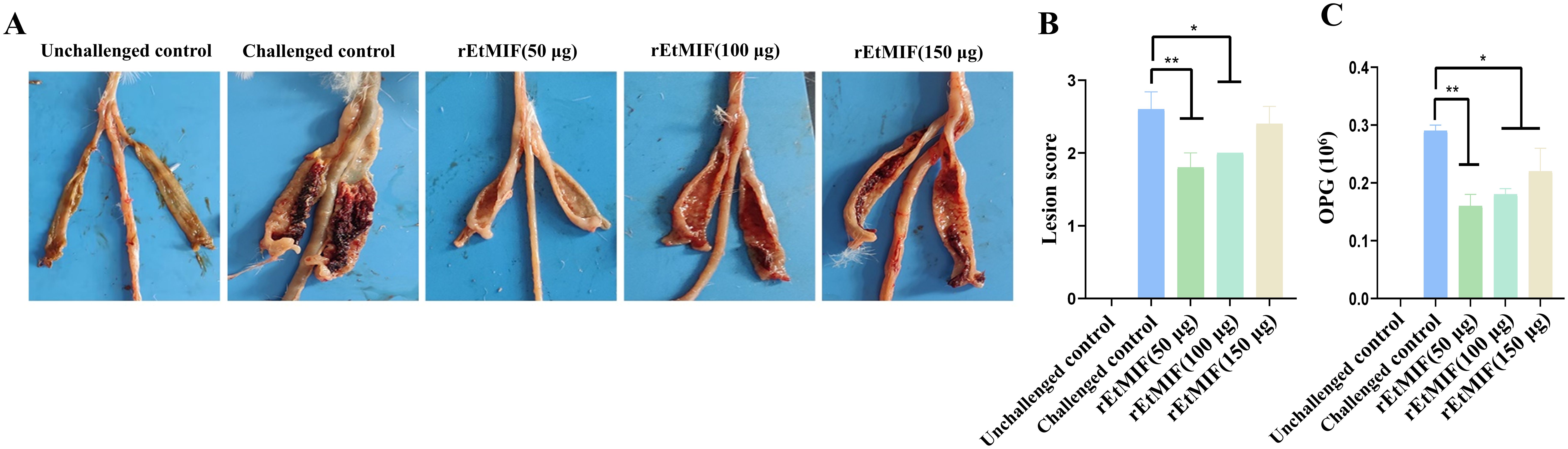 Five images display intestinal samples labeled as unchallenged control, challenged control, and rEIMMIF treatments with varying dosages. Two bar graphs, labeled B and C, show lesion scores and oocysts per gram (OPG) results for the same groups, respectively. Bars illustrate statistical significance, with notations indicating comparisons between groups.