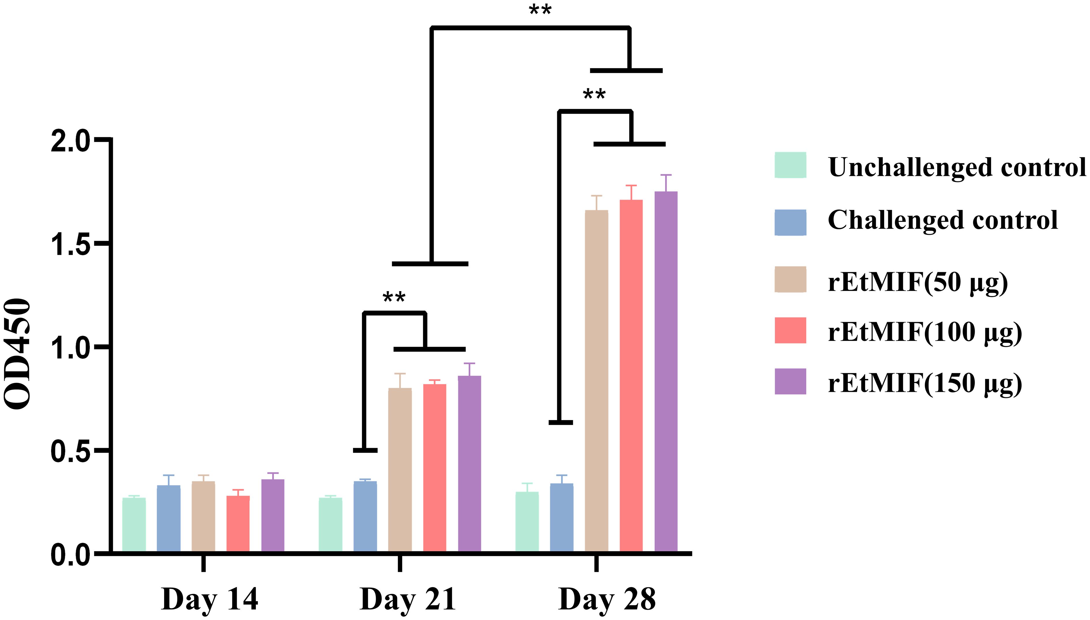 Bar graph depicting OD450 readings on Days 14, 21, and 28. Groups include unchallenged controls, challenged controls, and varying doses of rEtMIF (50, 100, 150 micrograms). Results show an increase in OD450 over time, with higher readings for rEtMIF groups, indicating significant differences between them, marked by asterisks.