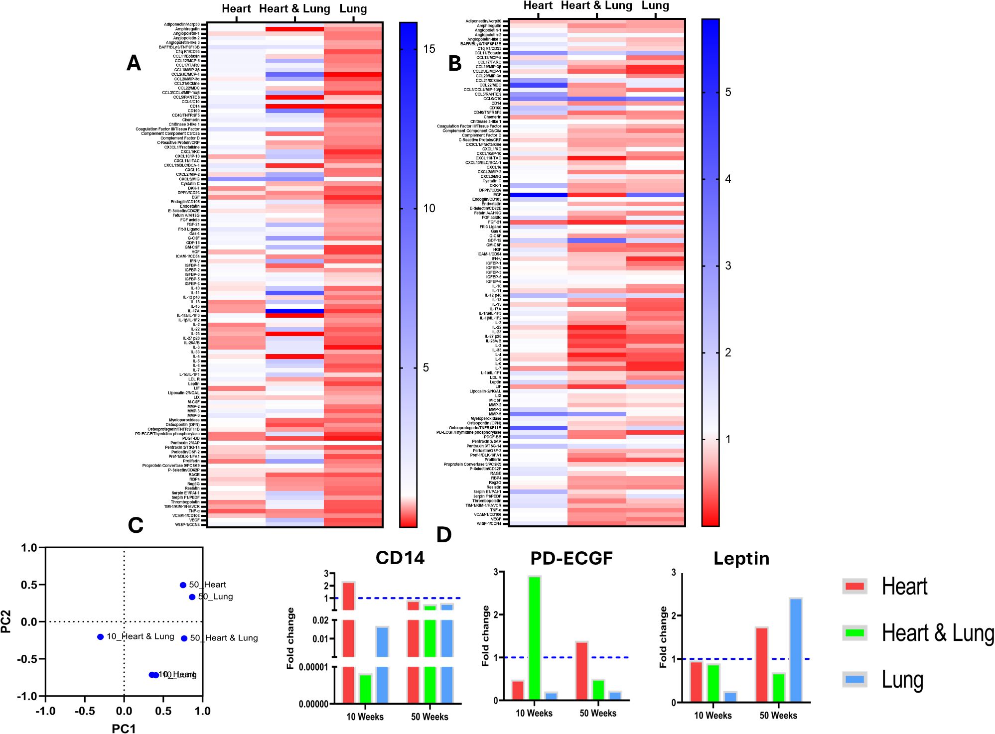 Heatmaps and graphs depict gene expression data from heart andlung tissues. Panels A and B show expression levels, with color scales indicating intensity. Panel C is a PCA plot visualizing sample clustering by tissue type and time. Panel D includes bar graphs for CD14, PD-ECGF, and Leptin, comparing fold changes at ten and fifty weeks for heart, lung, and combined tissues.