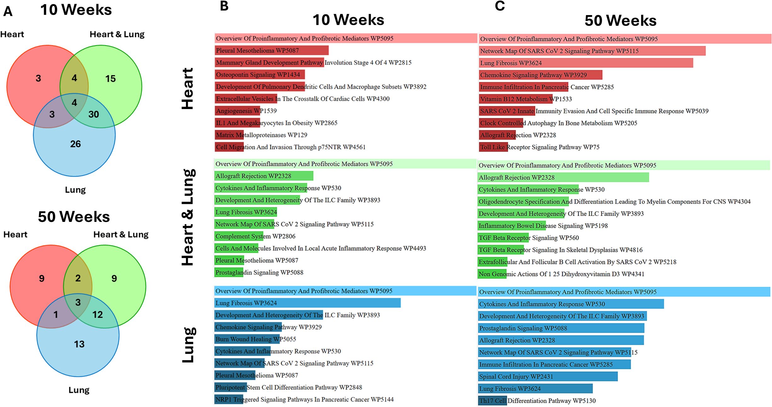 Venn diagrams and bar charts displaying gene and pathway datafor heart, heart & lung, and lung tissues at 10 and 50 weeks. Part A shows overlap and unique counts of genes using colored circles. Part B and C feature bar charts showing pathway names in different colors corresponding to tissues, with pathway details.