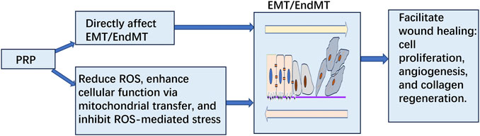 Flowchart illustrating the effects of PRP (platelet-rich plasma) on EMT/EndMT (epithelial-mesenchymal transition/ endothelial-mesenchymal transition). PRP directly affects EMT/EndMT and helps reduce ROS, enhancing cellular function through mitochondrial transfer and inhibiting ROS-mediated stress. This facilitates wound healing by promoting cell proliferation, angiogenesis, and collagen regeneration.