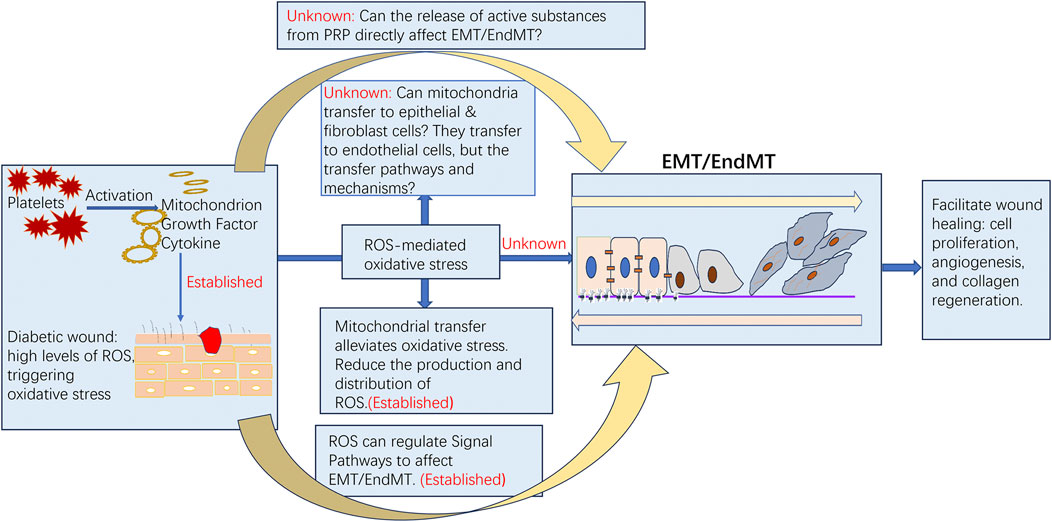 Flowchart depicting the process of platelet activation and mitochondrial transfer in diabetic wounds. Platelets release mitochondria, growth factors, and cytokines, leading to oxidative stress from high ROS levels. Mitochondrial transfer can alleviate this stress, reducing ROS production. The image explores unknowns, such as the effect on EMT/EndMT and pathways involved. Established effects include ROS regulation and wound healing facilitation through cell proliferation, angiogenesis, and collagen regeneration.