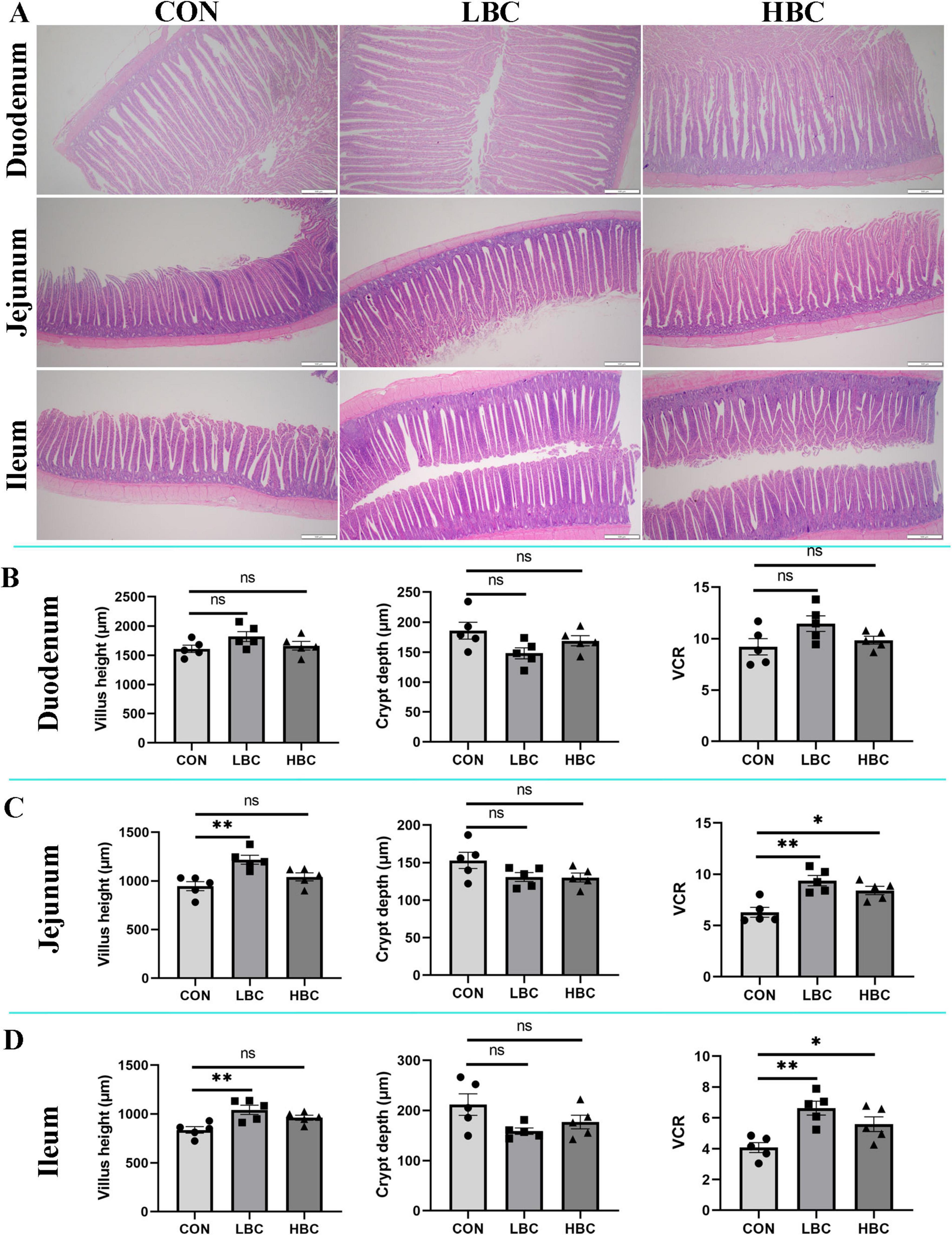 Histological sections and bar graphs illustrate the intestinal villi and crypts in duodenum, jejunum, and ileum under three conditions: CON, LBC, and HBC. Sections in panel A depict tissue structures. Panels B, C, and D show bar graphs for villus height, crypt depth, and villus-to-crypt ratio with statistical annotations, highlighting differences among conditions.