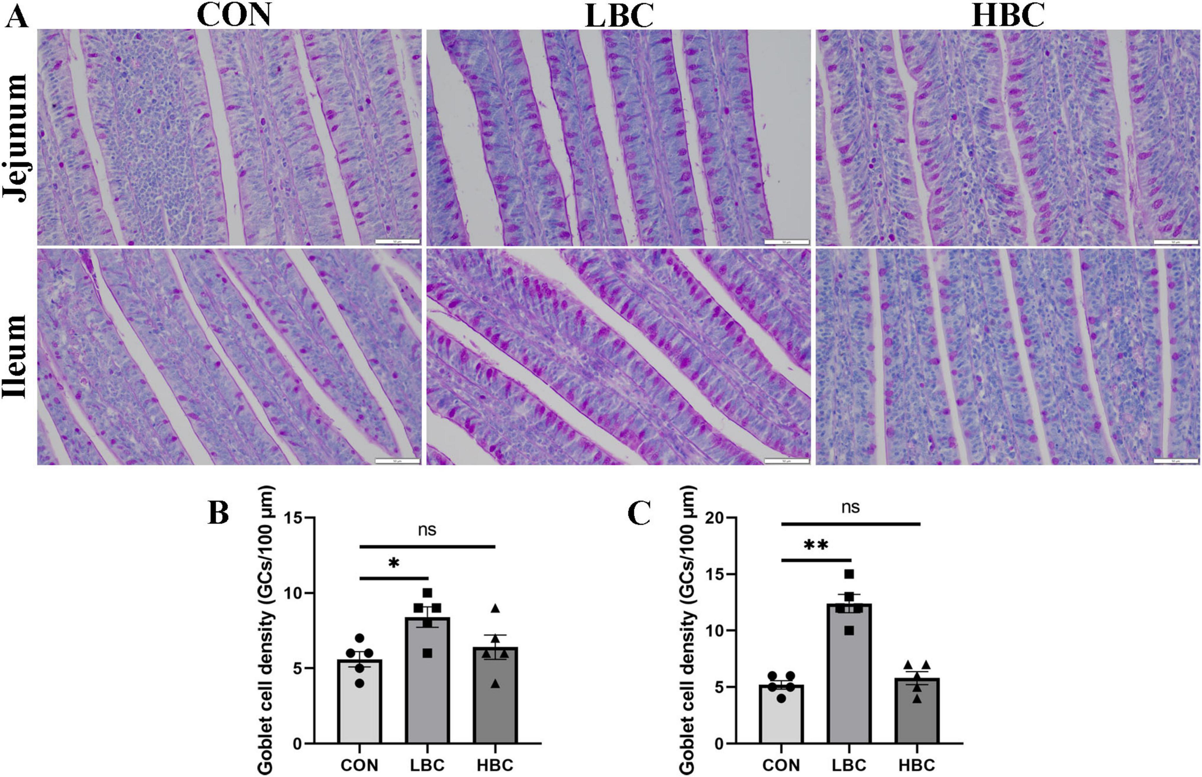 Histological images and bar graphs comparing goblet cell density in jejunum and ileum tissues under three conditions: CON, LBC, and HBC. Part A shows microscopic views stained to highlight cells. Part B and C are bar graphs displaying goblet cell density, with statistical significance indicated by asterisks and “ns” for non-significance.