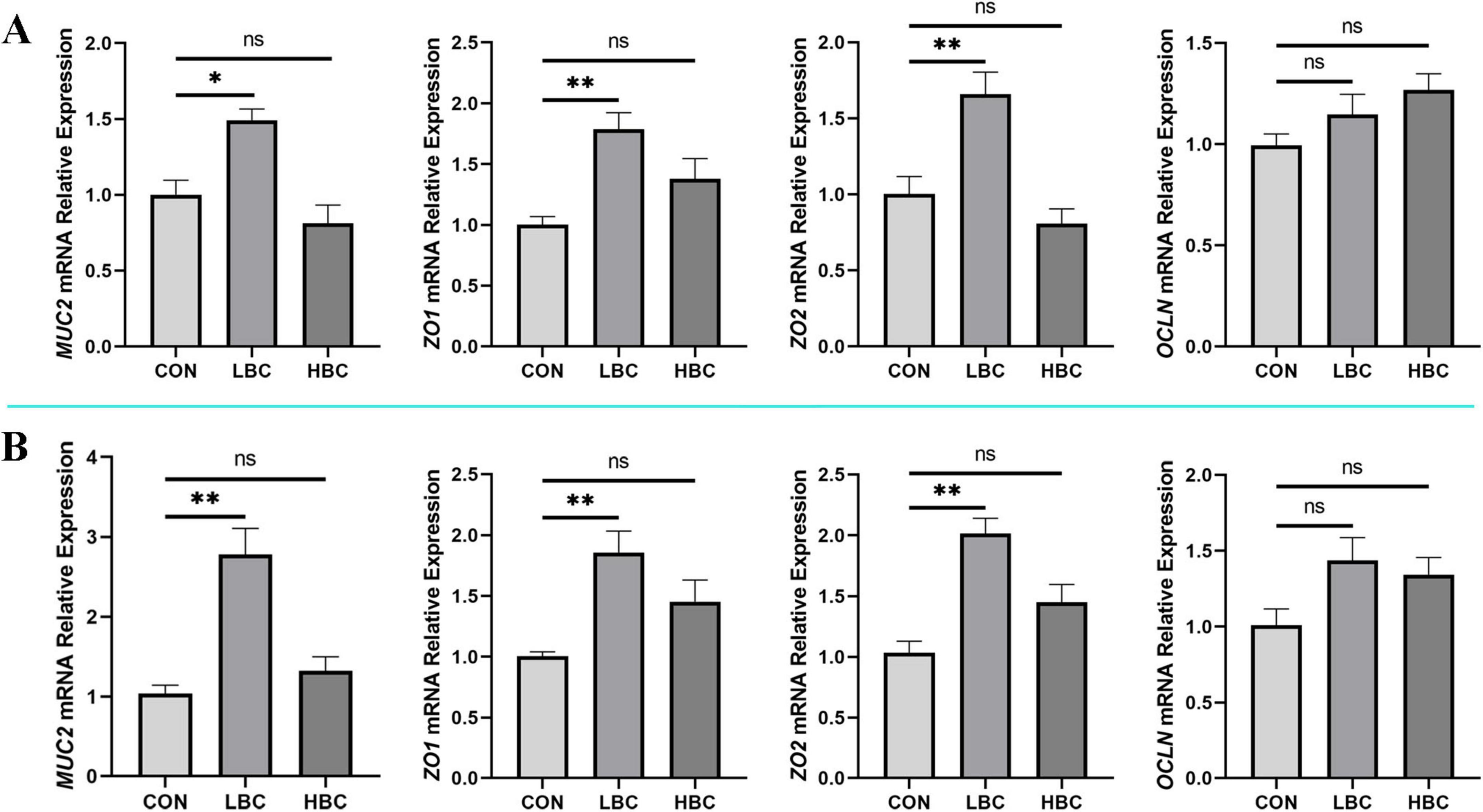 Bar graphs labeled A and B depict mRNA expression levels for MUC2, ZO1, ZO2, and OCLN across three groups: CON, LBC, and HBC. Significant differences are marked with asterisks, and non-significant differences are labeled “ns”. Graph A shows significant differences for MUC2, ZO1, and ZO2 between CON and LBC, while graph B indicates significant differences for MUC2 and ZO2 between CON and LBC. OCLN shows no significant differences in either graph.