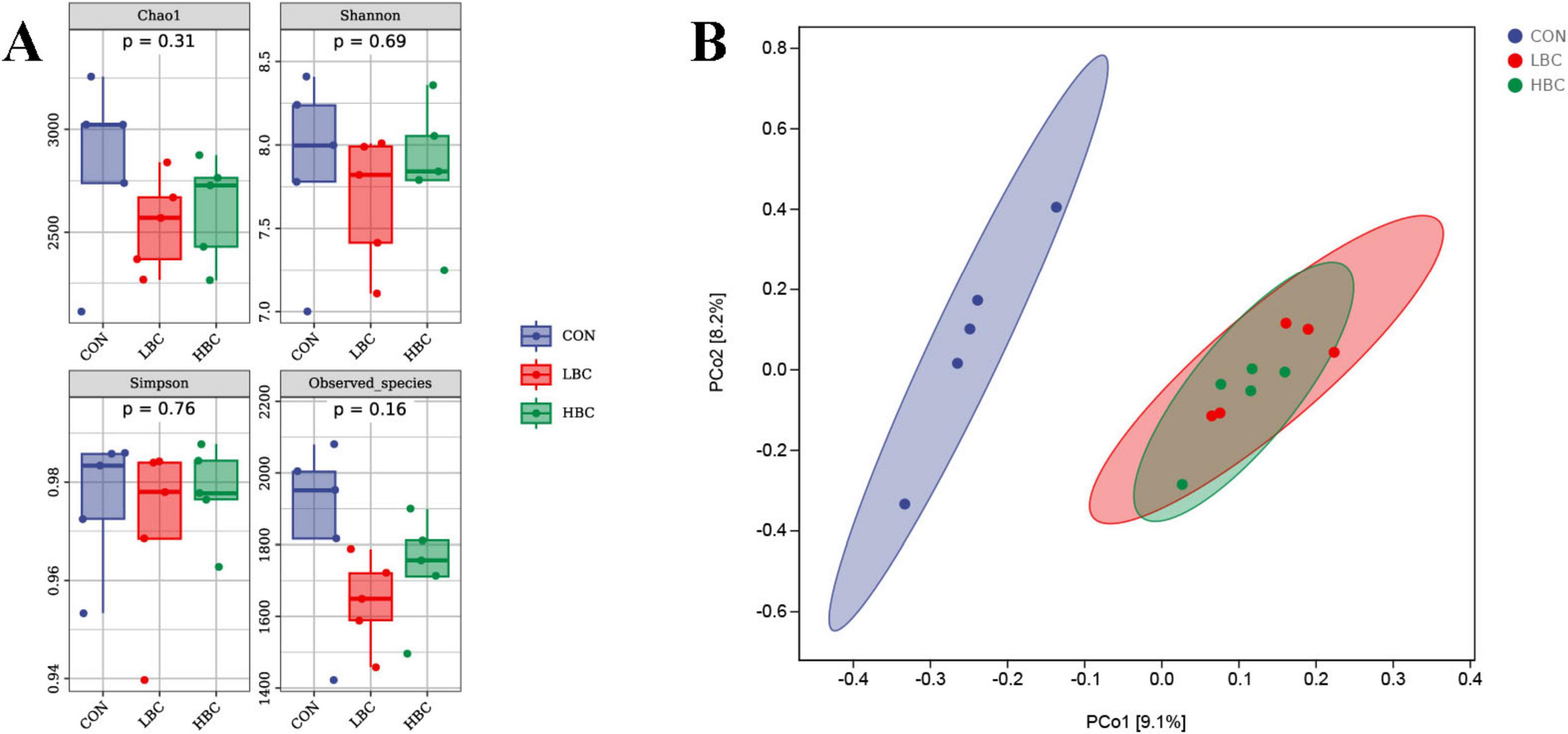 Panel A shows four box plots comparing microbial diversity indices—Chao1, Shannon, Simpson, and Observed species—across three groups: CON (blue), LBC (red), and HBC (green). Each plot includes p-values indicating statistical significance. Panel B depicts a PCA biplot with three clusters representing the same groups: CON, LBC, and HBC. Each group is color-coded, with ellipses denoting variance.