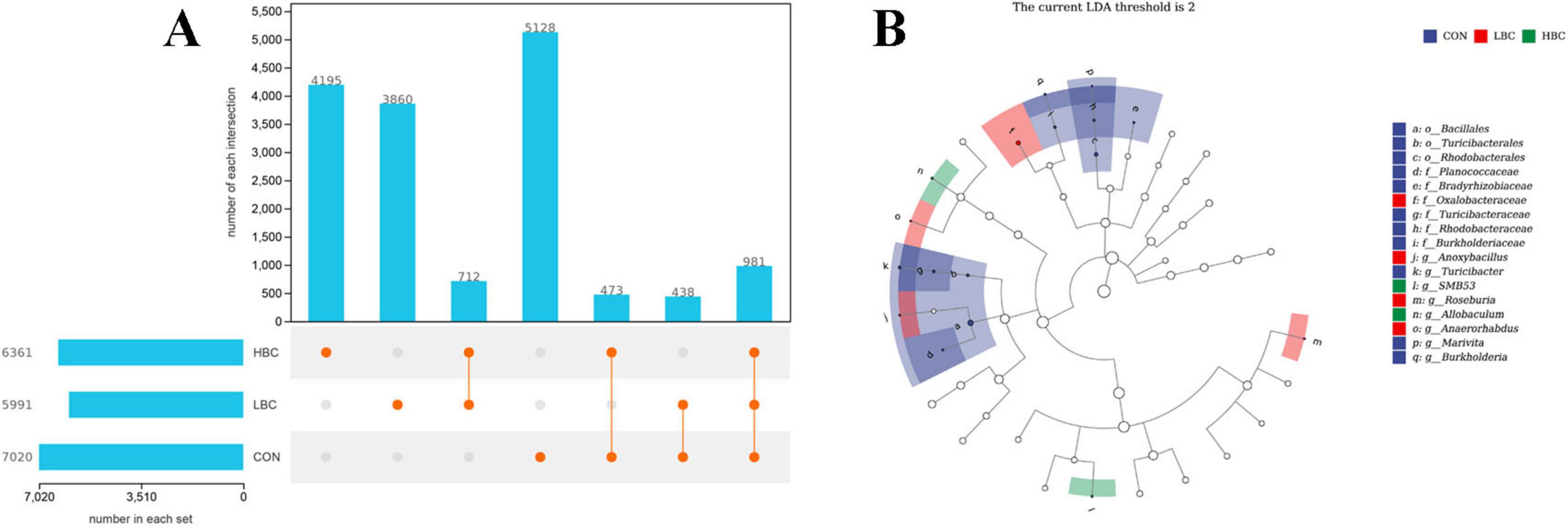 Panel A features a bar chart and an upset plot. The bar chart shows the number of OTUs present in three groups: HBC, LBC, and CON. The upset plot visualizes intersections between these groups. Panel B displays a cladogram with color-coded sections, indicating different bacterial taxa. An LDA threshold of 2 is used for significance, with colors representing different groups: blue for CON, red for LBC, and green for HBC.