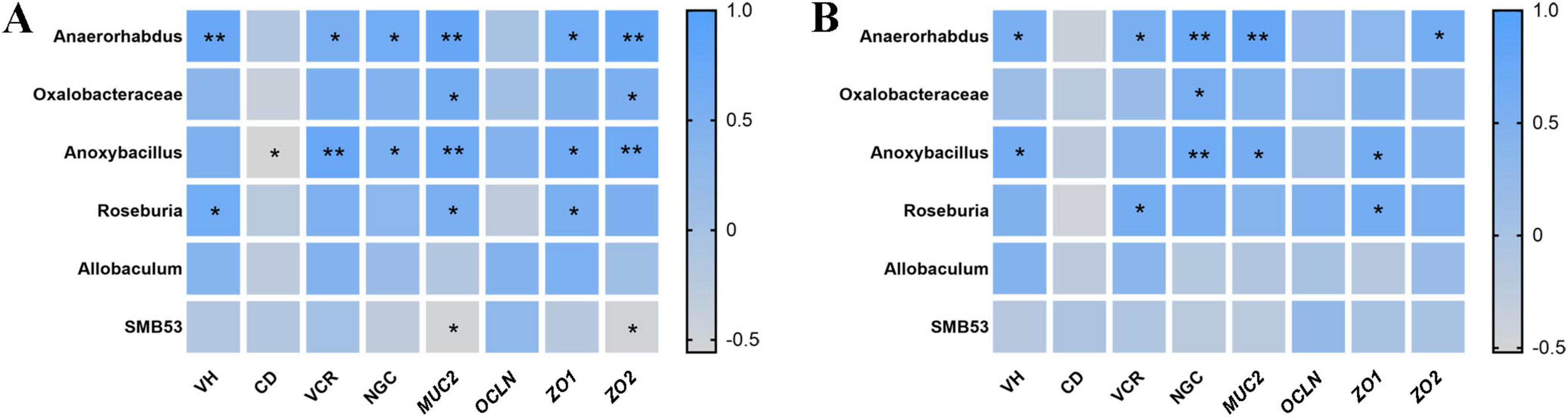 Two heatmaps labeled A and B compare bacterial genera correlations with variables VH, CD, VCR, NGC, MUC2, OCLN, ZO1, and ZO2. Positive correlations are shown in blue, with intensities indicated by the color gradient. Significant correlations are marked with asterisks, with double asterisks for higher significance.