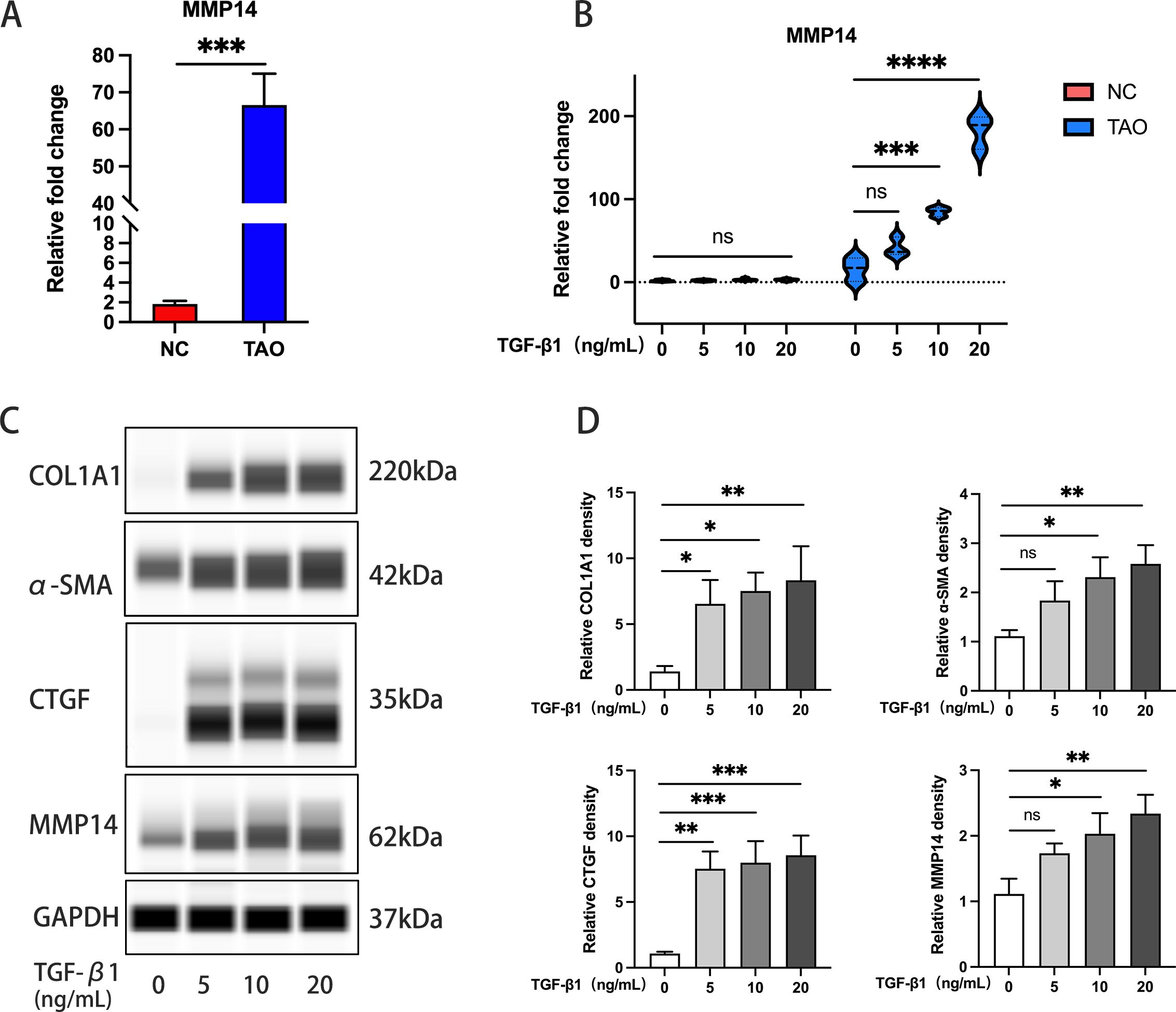 Graphical representation of experimental data on MMP14 and other proteins. Panel A shows a bar chart comparing relative fold change of MMP14 between NC (red) and TAO (blue), with significant increase in TAO (p<0.001). Panel B presents a violin plot showing relative fold change of MMP14 by varying TGF-β1 concentrations, with notable increase in TAO as shown by TGF-β1 dose-response. Panel C displays Western blot results for COL1A1, α-SMA, CTGF, MMP14, and GAPDH at various TGF-β1 doses. Panel D includes bar charts of relative density for these proteins, indicating dose-dependent changes and significance levels.