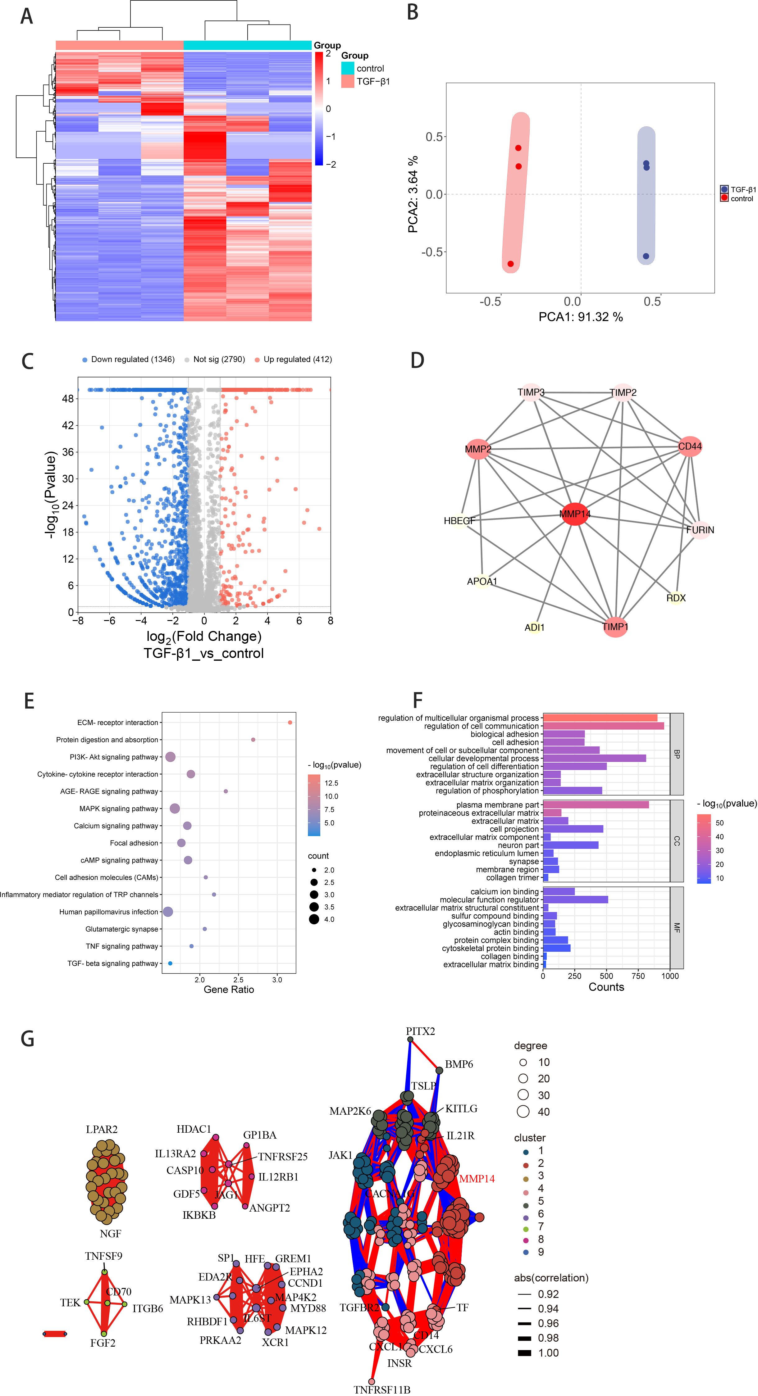 (A) Heat map showing gene expression differences between control and TGF-β1 treated groups, with red indicating upregulation and blue downregulation. (B) PCA plot illustrating separation between control and TGF-β1 groups. (C) Volcano plot identifying significantly upregulated (red) and downregulated (blue) genes. (D) Network diagram of gene interactions highlighting key nodes. (E) Bubble chart showing enriched pathways based on gene ratio and significance. (F) Bar graph representing gene ontology terms and their significance. (G) Network clustering diagram with nodes color-coded by cluster and size indicating degree.