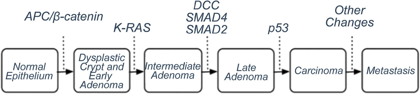 Flowchart showing the progression of normal epithelium to metastasis. Stages: Normal Epithelium, Dysplastic Crypt and Early Adenoma, Intermediate Adenoma, Late Adenoma, Carcinoma, Metastasis. Key alterations: APC/β-catenin, K-RAS, DCC, SMAD4, SMAD2, p53, and Other Changes.