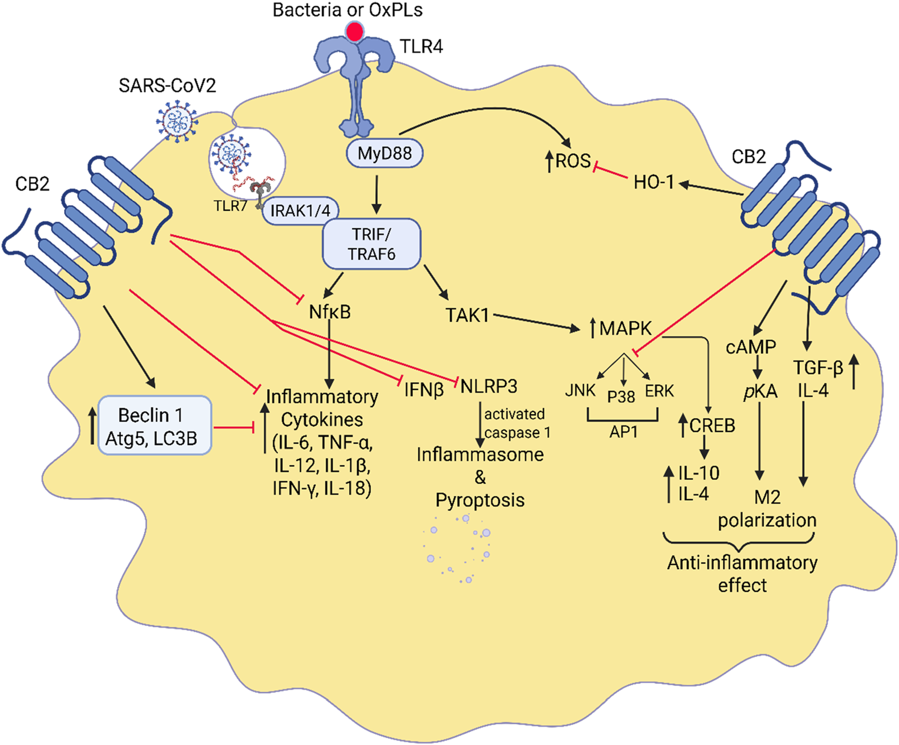 Diagram illustrating the signaling pathways involving TLR4 and SARS-CoV2 in immune response modulation. Key components include MyD88, TRIF, NFκB, MAPK, and inflammasome activation, leading to cytokine production. The role of CB2 receptors in anti-inflammatory effects through cAMP and CREB pathways is highlighted. Biological processes such as autophagy and pyroptosis are shown with interactions between components like ROS and inflammatory cytokines such as IL-6, TNF-α, and IFN-β.