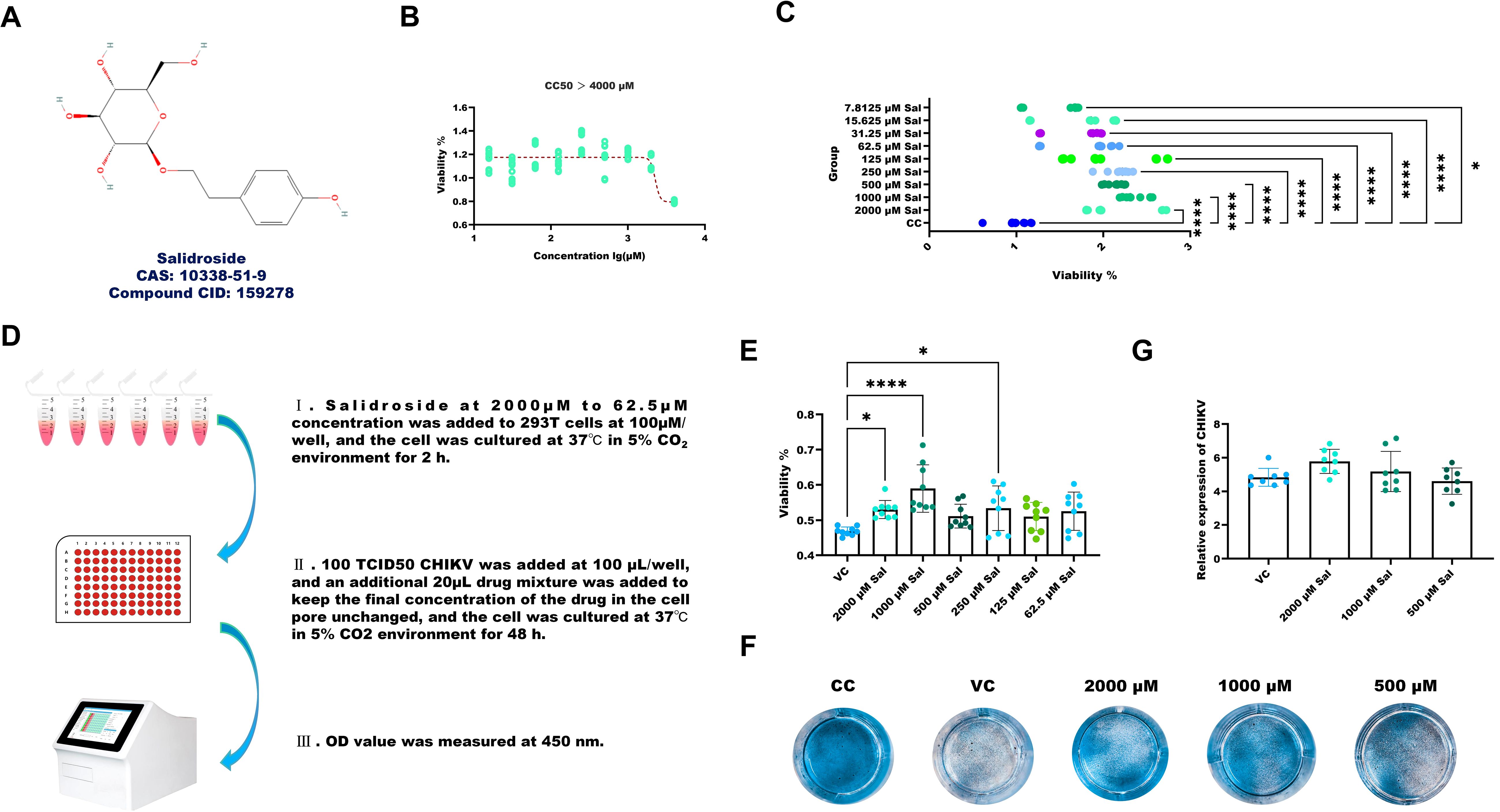 Diagram of a study involving Salidroside. Panel A shows its chemical structure. Panel B presents a graph of cell viability at various concentrations, indicating CC50 greater than 4000 µM. Panel C is a dot plot showing viability percentages across different groups with statistical significance markers. Panel D outlines the experimental procedure using 293T cells and CHIKV culture. Panel E shows a bar graph of cell viability with significant differences among treatments. Panel F displays images of petri dishes at various Salidroside concentrations. Panel G presents a bar graph of CHIKV expression, comparing different dosages.