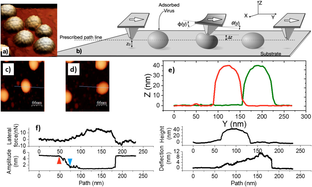 Series of images showing virus nanoparticles and measurement graphs. Panel a displays virus particles on a surface. Panel b illustrates a conceptual drawing of an atomic force microscope tip scanning over particles. Panels c and d are microscopic images of nanoparticles. Panel e is a graph showing height profiles in nanometers over distance. Panel f shows lateral force and amplitude related to path. Each panel provides insight into virus particle analysis through atomic force microscopy.