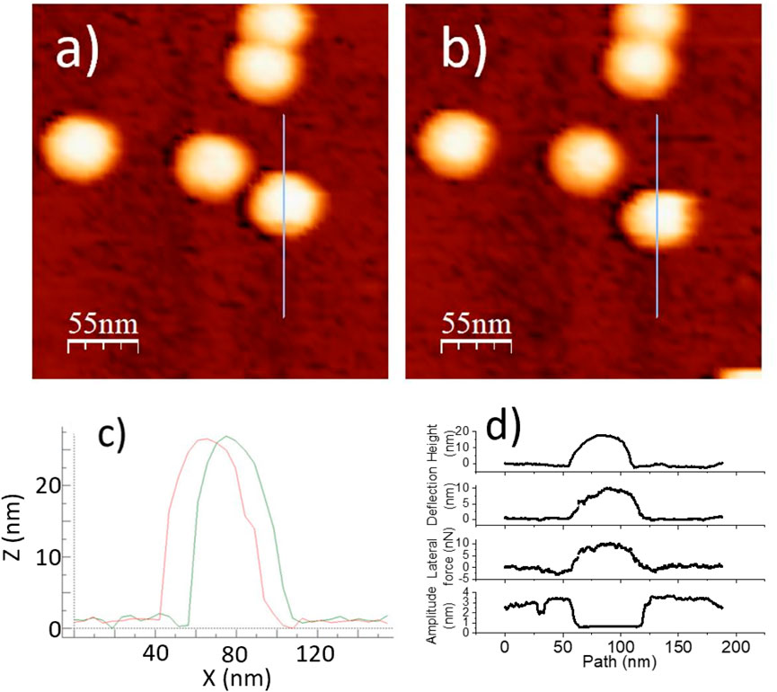 AFM images and graphs analyzing atomic structures. Panels (a) and (b) depict atomic force microscopy images with bright spots on a reddish background, scale marked at 55 nm. Panel (c) contains line graphs showing height profile data with peaks around 80 nm in the Z axis. Panel (d) presents multiple line graphs illustrating amplitude, lateral deflection, height, and force versus path in nanometers, depicting changes across a surface.