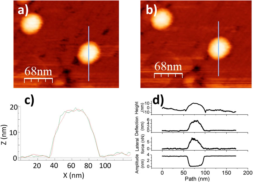 AFM images and data illustrating nanoscale surface features. Panels (a) and (b) show two topographical images with scale bars indicating 68 nanometers. Panel (c) presents a graph plotting height (Z) against horizontal distance (X). Panel (d) features three graphs, each displaying different measurements labeled as amplitude, lateral deflection, and force across a path ranging to 200 nanometers.