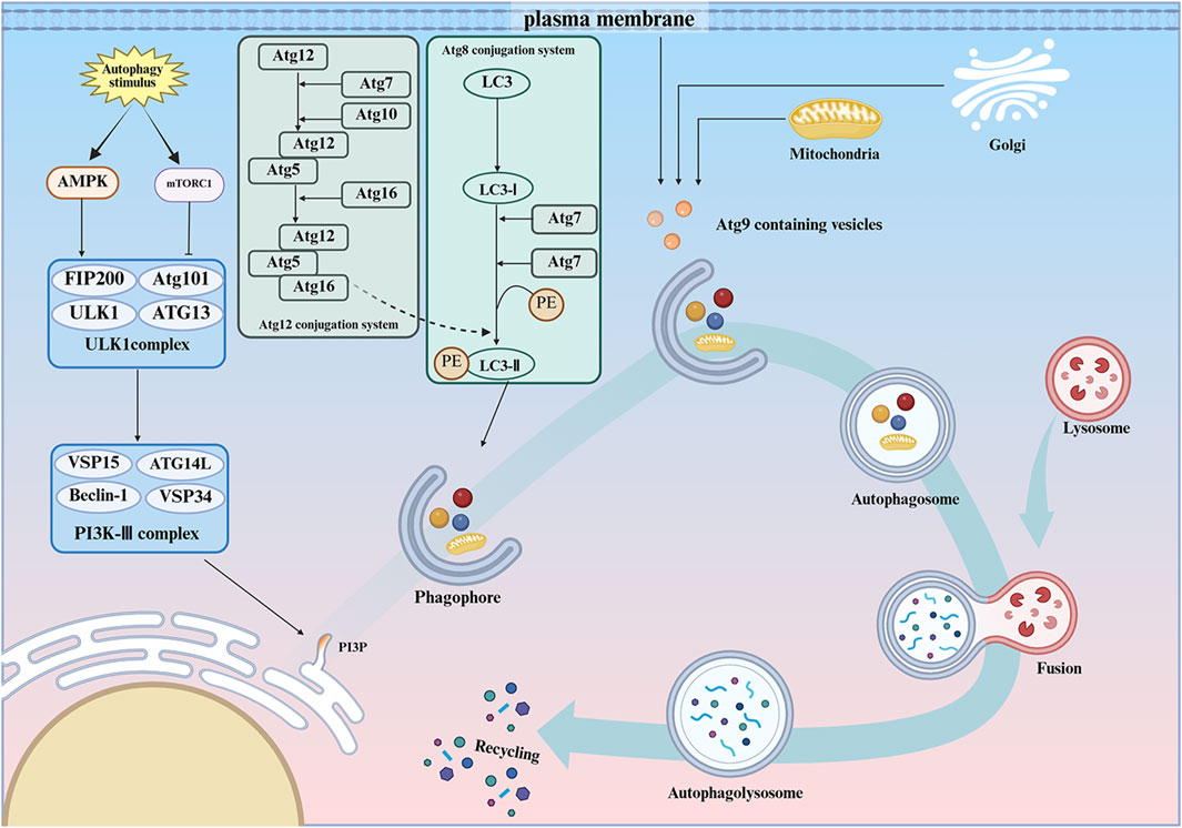 Diagram illustrating the process of autophagy. The pathway starts with an autophagy stimulus affecting AMPK and mTORC1, leading to complex formations involving ULK1 and PI3K-III. Two conjugation systems, Atg12 and LC3, facilitate phagophore formation. Atg9 vesicles from mitochondria and Golgi aid progression. The phagophore matures into an autophagosome, fusing with lysosomes to form an autophagolysosome. The process concludes with recycling.