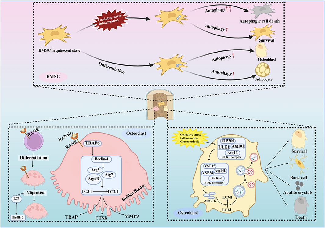 Diagram illustrating the role of autophagy in bone marrow-derived stromal cells (BMSC) and bone cells. It shows oxidative stress and inflammation impacting BMSC, leading to either autophagic cell death or survival and differentiation into osteoblasts or adipocytes. The lower section details processes in osteoclasts and osteoblasts, showing autophagy-related proteins (e.g., LC3, Beclin-1) and pathways (e.g., ULK1 complex) influencing cell survival, differentiation, and apoptosis. The diagram emphasizes the impact of oxidative stress and inflammation on these cellular processes.