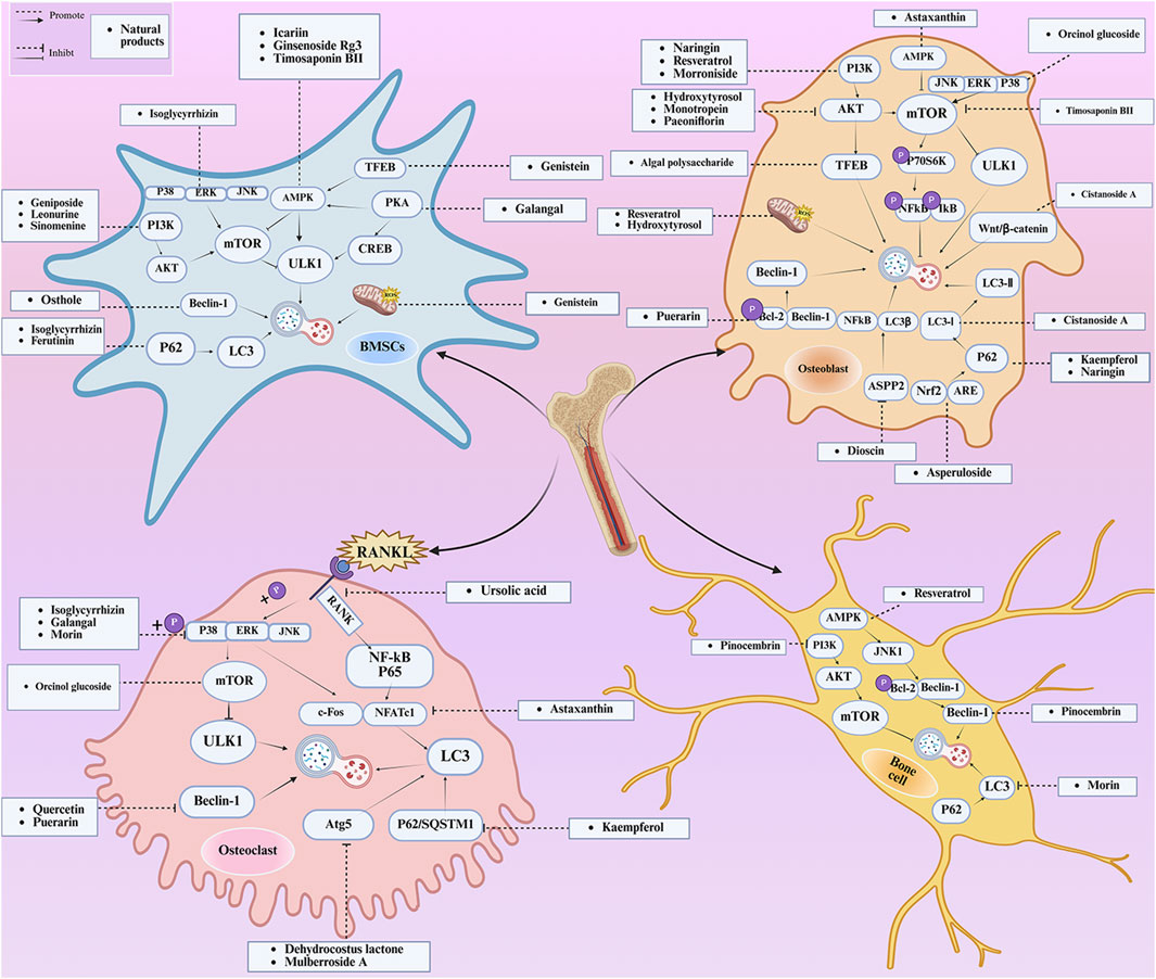 Diagram illustrating cellular pathways involved in bone metabolism, highlighting natural products that promote or inhibit processes within bone marrow stem cells, osteoblasts, and osteoclasts. Various compounds, like genistein, resveratrol, and astaxanthin, affect different signaling proteins and pathways, including mTOR, AMPK, and NF-kB. Arrows indicate promotion or inhibition effects on pathways, contributing to understanding of bone health mechanisms.