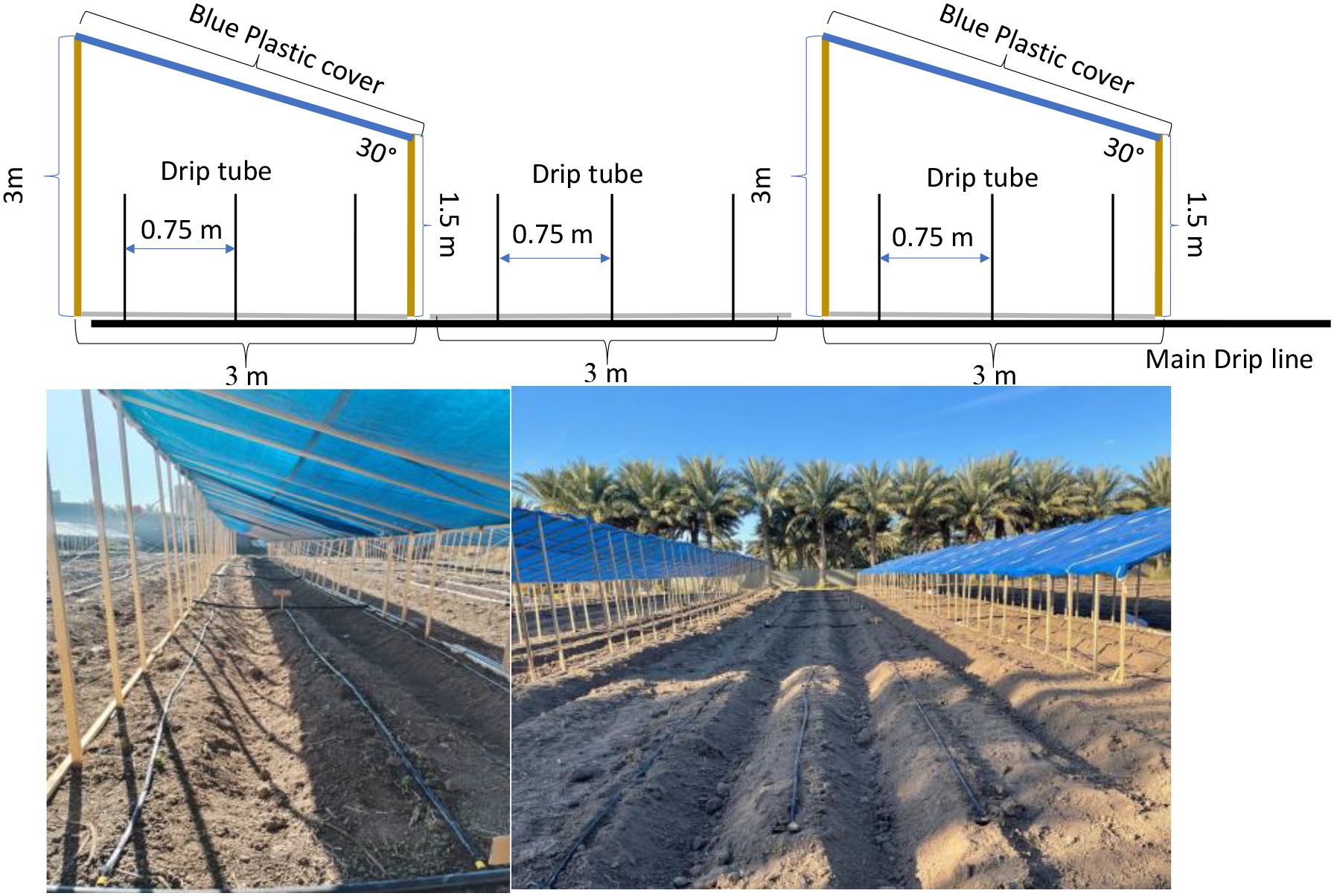 Diagram and photos of an agricultural setup with blue plastic covers angled at thirty degrees. The schematic shows dimensions: 3 meters high, 1.5 meters low, spaced at 3 meters. Drip tubes are spaced at 0.75 meters apart beneath the covers. Photos demonstrate the setup in a field, showing rows of plants under the covers, with trees in the background.