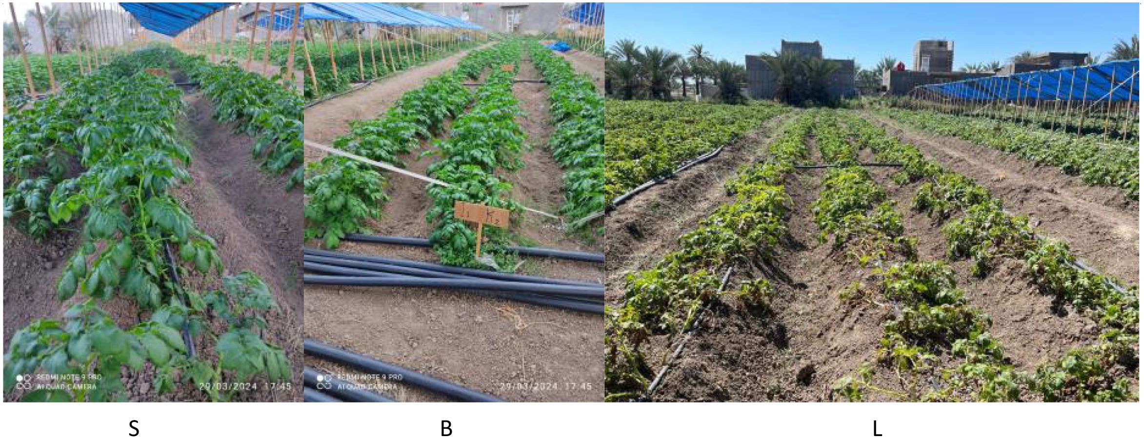 Three segmented images show potato plants under different conditions. The left and center segments depict well-grown plants under blue netting with visible irrigation pipes, while the right segment shows outdoor plants with less coverage. A sign labeled “11 Ks” is visible in the center section.