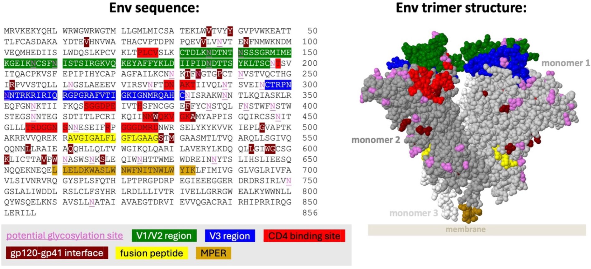 Env sequence on the left with colored regions labeled, including glycosylation sites, V1/V2 and V3 regions, CD4 binding sites, gp120-gp41 interface, fusion peptide, and MPER. On the right, a 3D trimer structure shows corresponding regions in matching colors. The trimer is shown with three monomers labeled, depicting its arrangement in relation to the membrane.