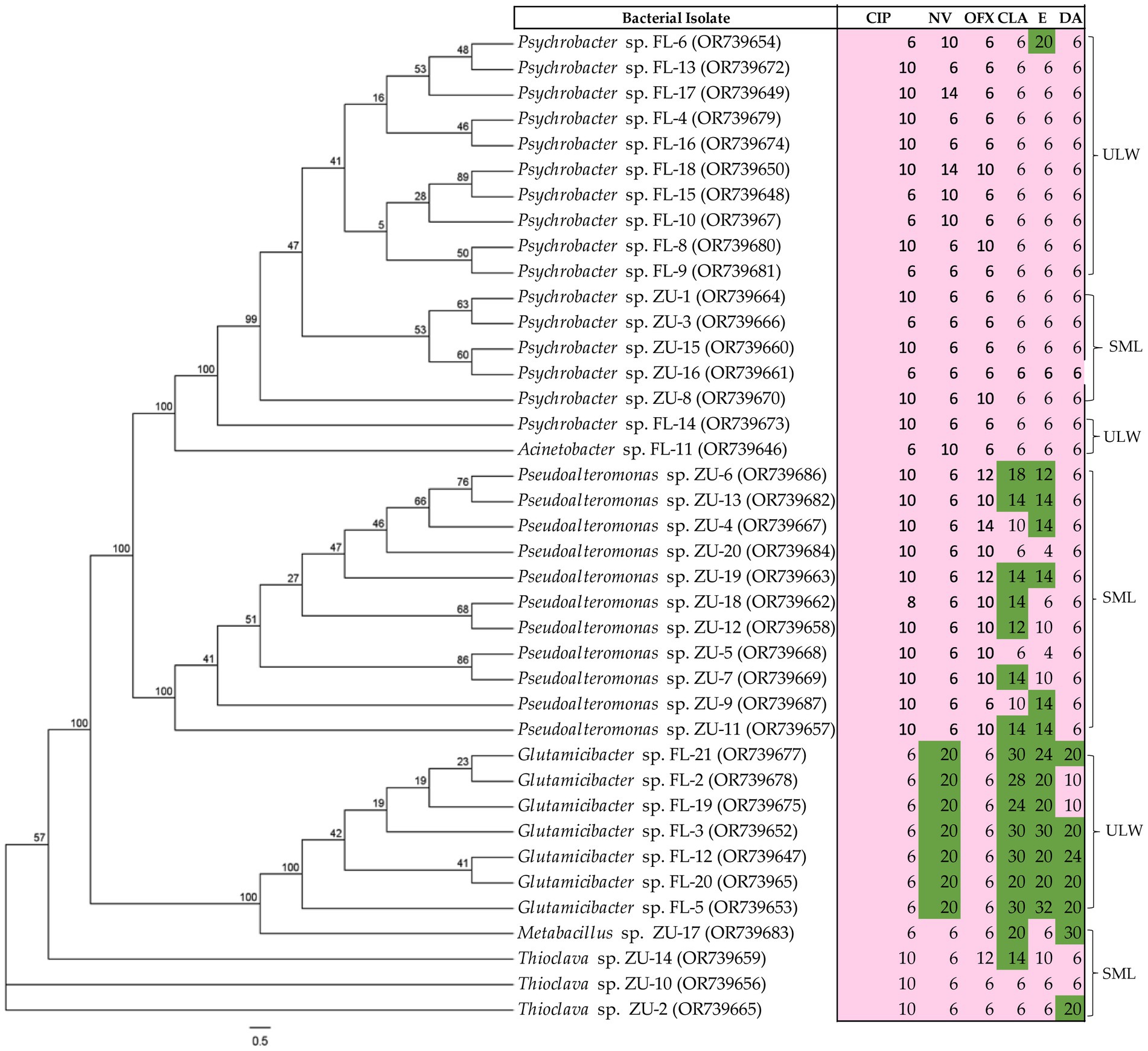 Phylogenetic tree displaying bacterial isolates with associated antibiotic resistance profiles. Each branch represents a different bacterial species with color-coded resistance levels to five antibiotics: CIP, NV, OFX, CLA, and E. Branch lengths and labels include species names and isolate codes. Green and pink shading indicates varying resistance levels.
