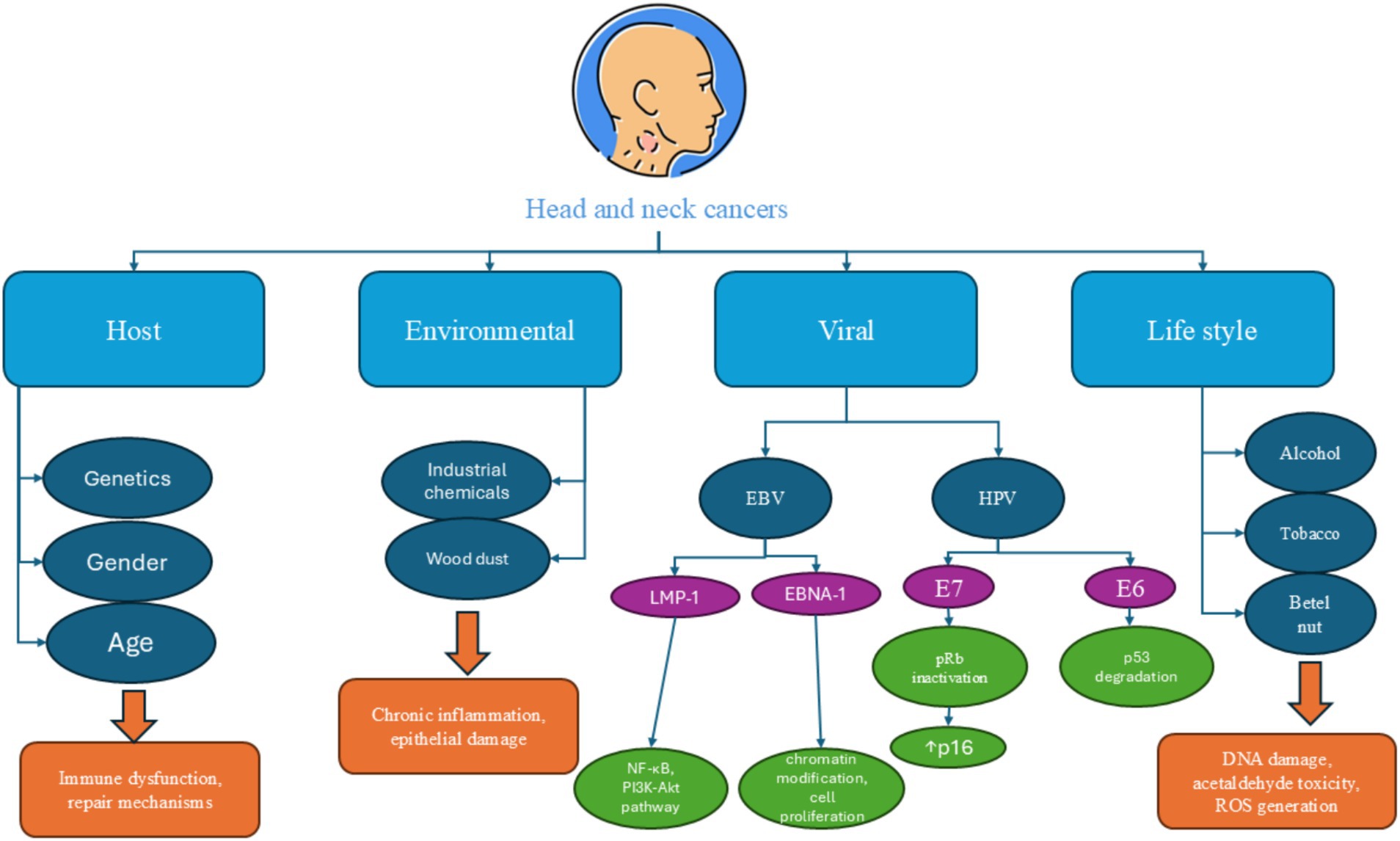 Flowchart illustrating factors contributing to head and neck cancers. It includes four main categories: Host (genetics, gender, age), Environmental (industrial chemicals, wood dust), Viral (EBV and HPV with related proteins), and Lifestyle (alcohol, tobacco, betel nut). Each factor leads to specific biological effects, such as immune dysfunction, chronic inflammation, DNA damage, and more.