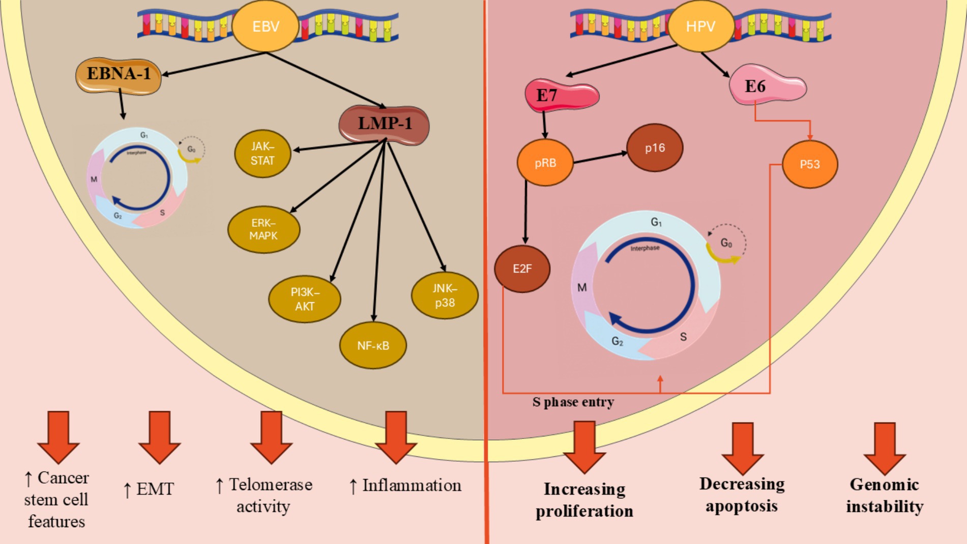 Diagram showing interactions of EBV and HPV in cancer. EBV activates EBNA-1 and LMP-1, affecting pathways like JAK-STAT and NF-kB, leading to increased cancer stem cell features, EMT, telomerase activity, and inflammation. HPV activates E6 and E7, affecting pRB and p53, leading to increased proliferation, decreased apoptosis, and genomic instability. Cell cycle phases G1, S, G2, and M are shown.