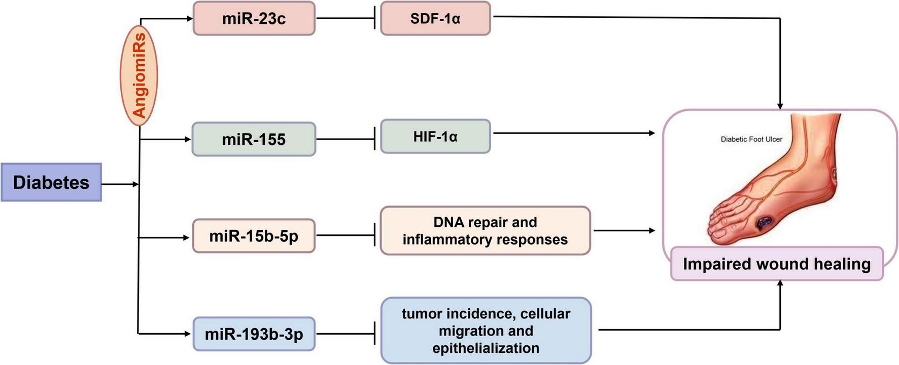 Flowchart illustrating the impact of diabetes on wound healing. It shows how diabetes affects various microRNAs (miR-23c, miR-155, miR-15b-5p, miR-193b-3p), leading to angiomiRs involvement, SDF-1α, HIF-1α, and altered DNA repair and inflammatory responses. These processes contribute to impaired wound healing, depicted with a diabetic foot ulcer.