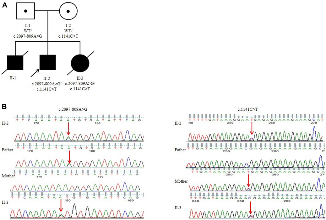 Panel A displays a genetic pedigree chart with individuals labeled I-1, I-2, II-1, II-2, and II-3, indicating their genetic variants c.2097-809A>G and c.1141C>T. Panel B shows sequencing chromatograms for each individual, highlighting the variants with arrows, illustrating the genetic mutations at specific nucleotide positions.