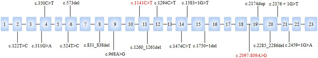 Diagram of a gene sequence with 23 exons represented by numbered boxes. c.2097-809A>G and c.1141C>T identified in the present study are highlighted in red.
