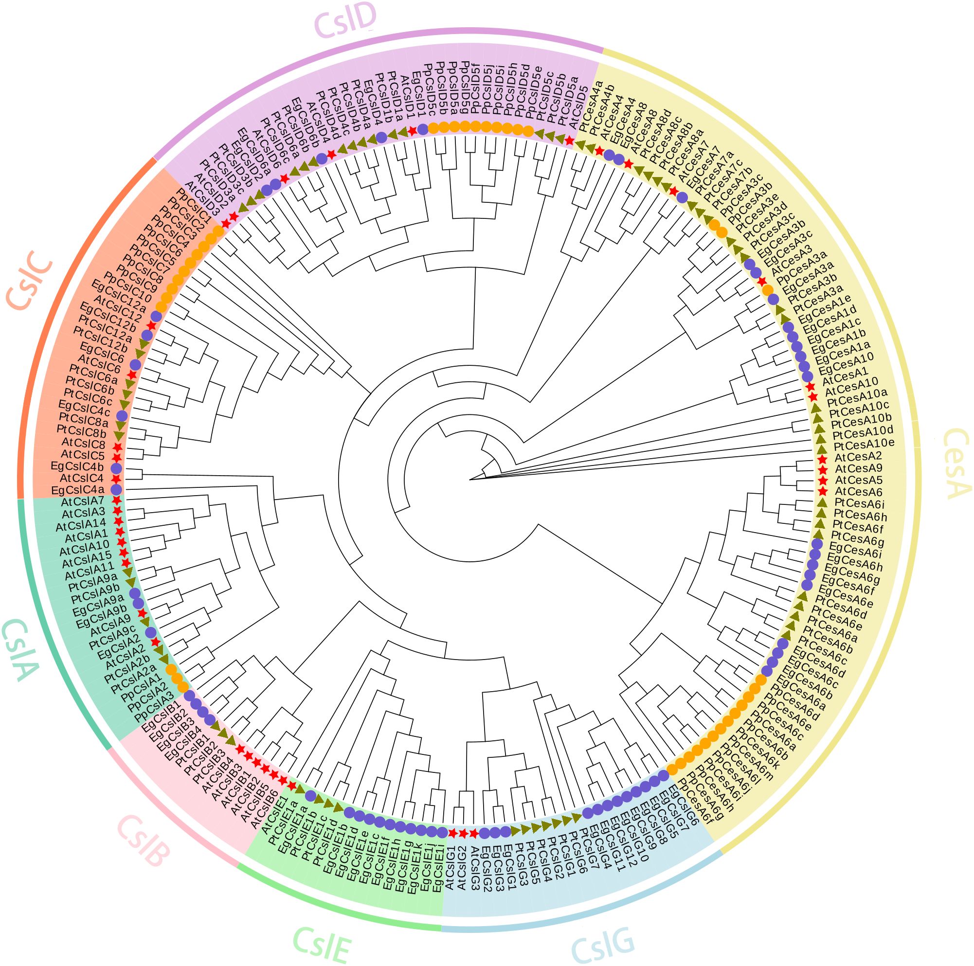 Circular phylogenetic tree diagram displaying relationships among various gene families, including CsID, CsIC, CsIA, CsIB, CsIE, CsIG, and CesA. Different colored segments and markers indicate distinct groups and genes. Names of the genes are labeled around the circle.