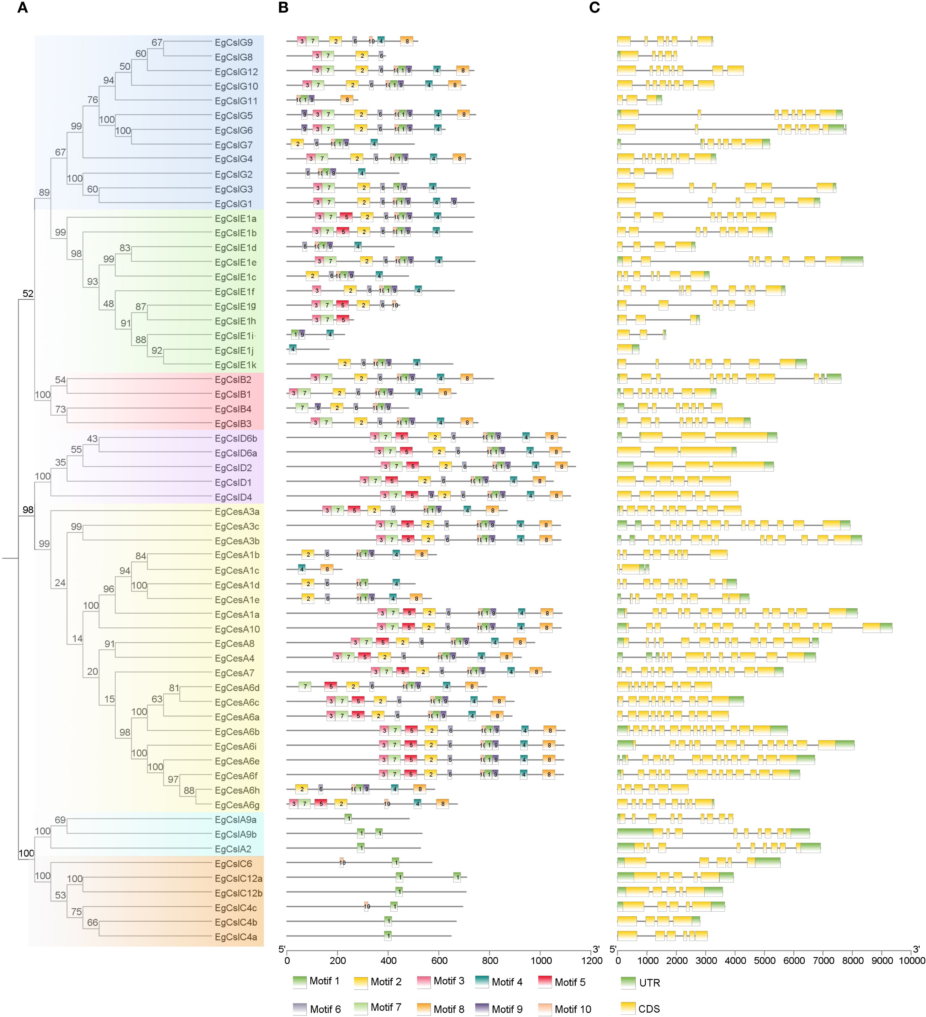Phylogenetic analysis image showing a tree diagram labeled A, a motif composition diagram labeled B, and a gene structure diagram labeled C. Section A depicts evolutionary relationships with values on branches. Section B illustrates motifs with color-coded bars along horizontal lines. Section C presents gene structures with yellow and green blocks for coding sequences (CDS) and untranslated regions (UTR), respectively. Motifs are differentiated by color in a key below the diagrams.