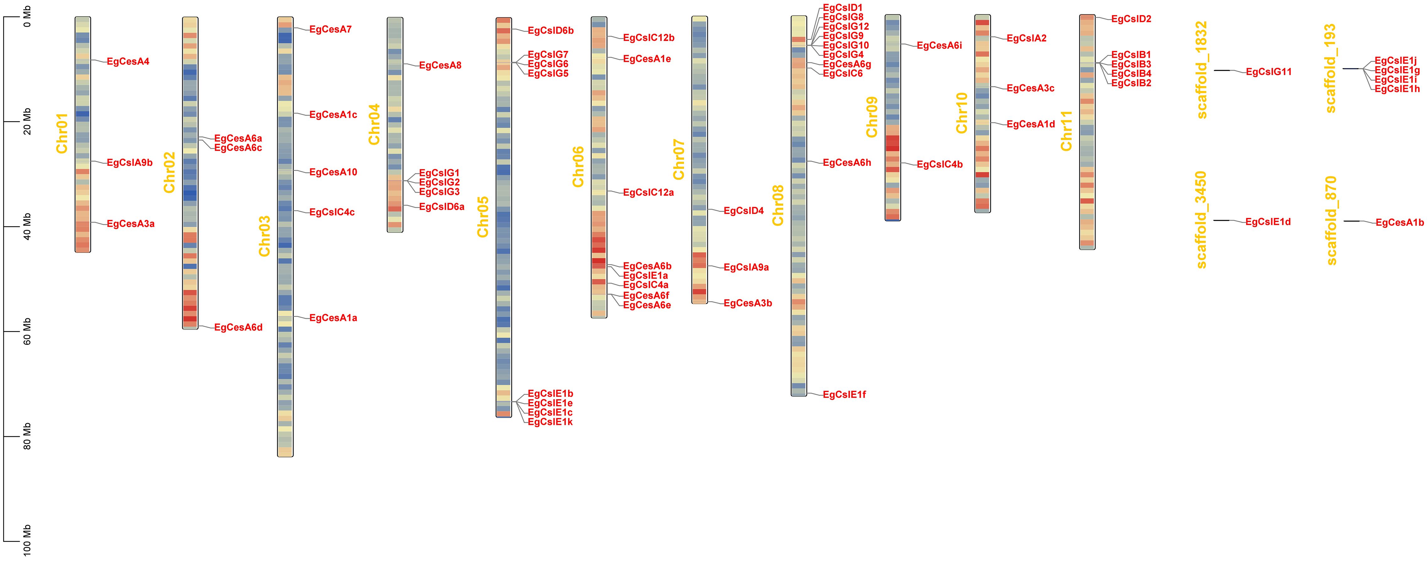 Diagram depicting chromosomes labeled Chr01 to Chr11 and scaffold sections, scaffold_1832, scaffold_193, scaffold_3_450, and scaffold_870. Various genetic markers are annotated in red alongside each chromosome, such as EgCesA4 and EgCsIA9b. The chromosomes are colored in a gradient of red, blue, and beige, illustrating different regions.