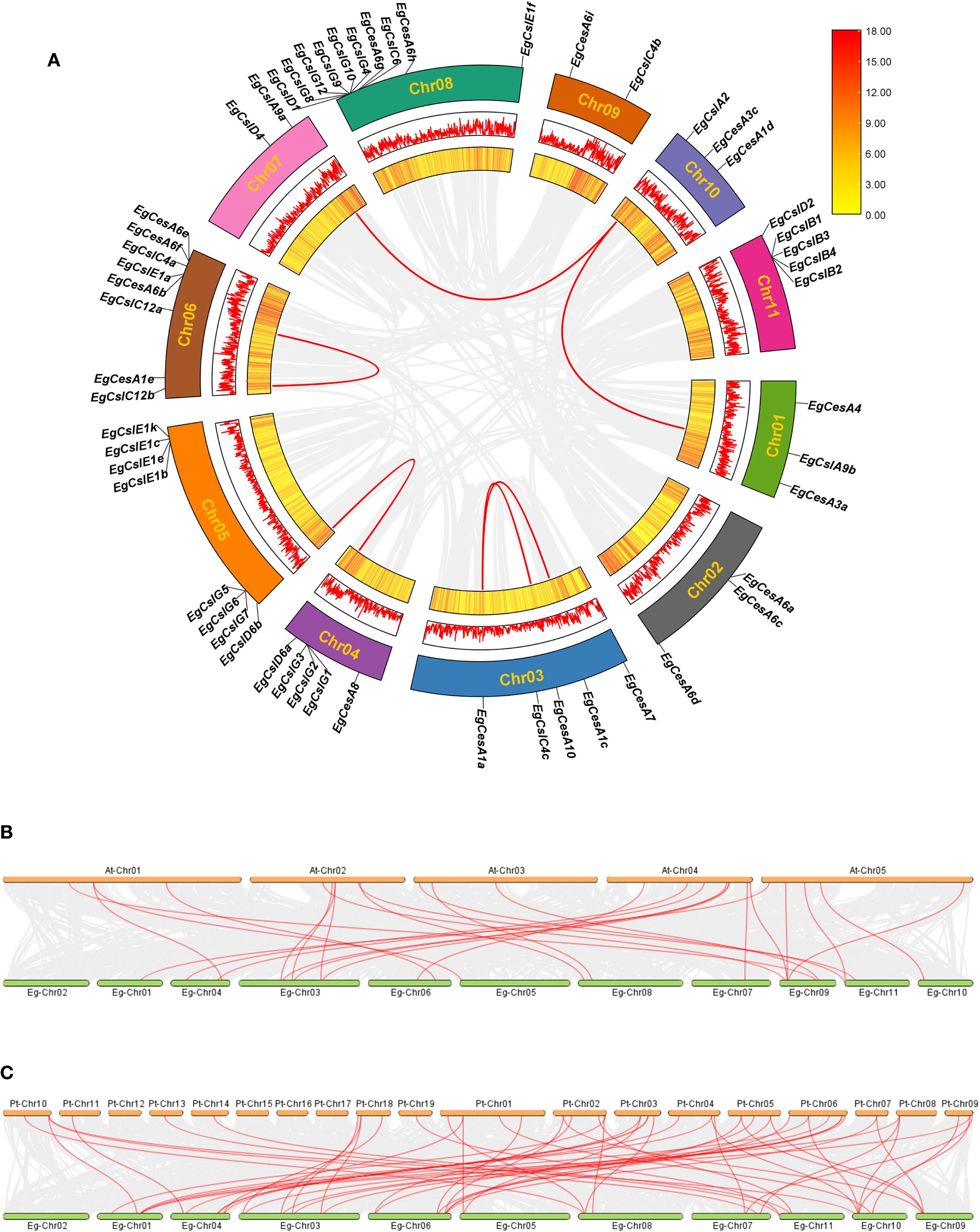 Panel A shows a circular synteny map comparing chromosomes with labeled genes. Connecting red lines highlight syntenic relationships. Panels B and C present linear synteny maps with similar chromosome comparisons, using orange, green, and gray coding and red lines for syntenic links. A heatmap on the top right indicates synteny levels.