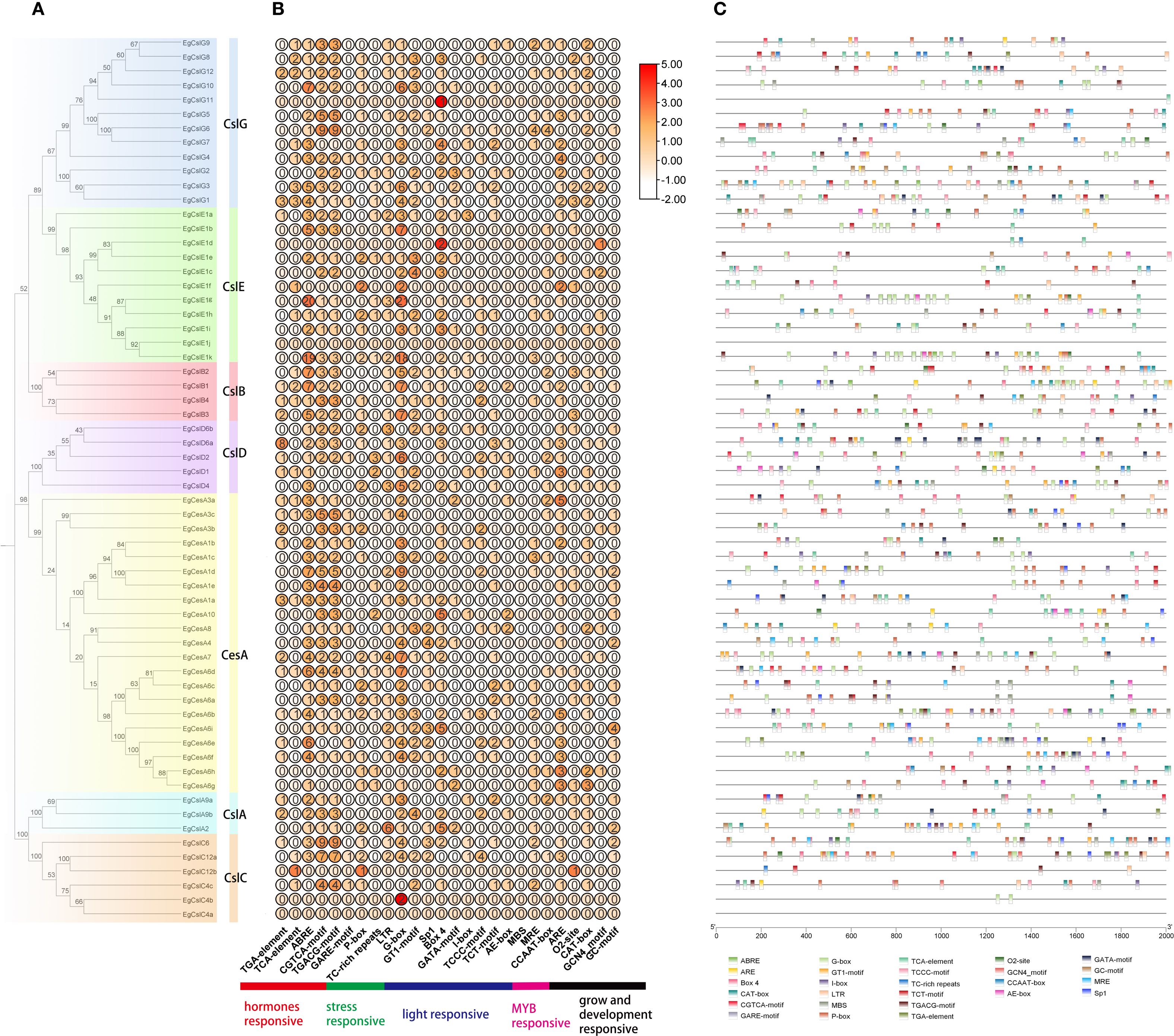 Phylogenetic analysis and expression data for genes. Panel A displays a phylogenetic tree with color-coded branches corresponding to gene groups (CsIX, CsIE, etc.). Panel B shows a heatmap with expression values, ranging from -2.00 to 5.00, in a grid of circles. Panel C presents a graphical representation of gene motifs, with various colored markers indicating different motif types. A color legend at the bottom identifies functions such as hormone response, stress response, and growth development response.