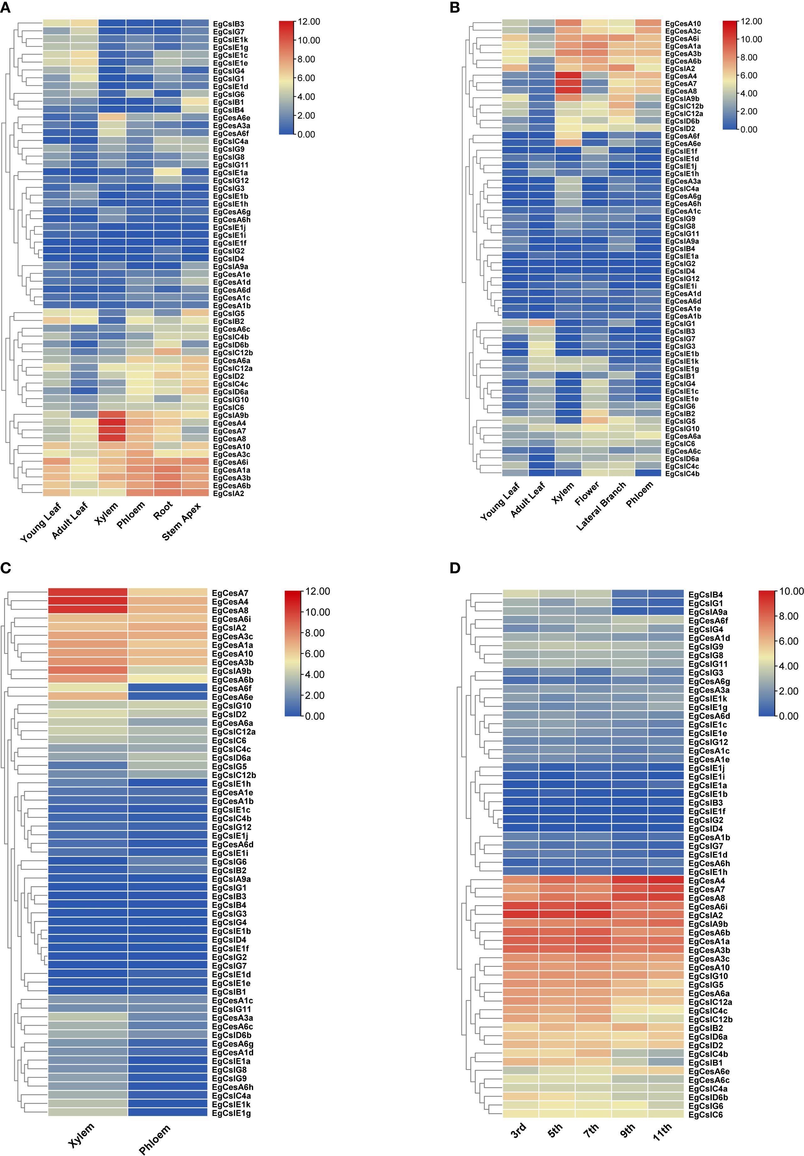 Four heatmaps labeled A, B, C, and D show gene expression data with a color gradient from blue to red, representing expression levels from low to high. Each heatmap includes a dendrogram for hierarchical clustering of gene expressions. Panels A and B compare responses across tissues such as leaves and roots, while panels C and D focus on specific tissues like xylem and phloem. Data labels include various gene identifiers.