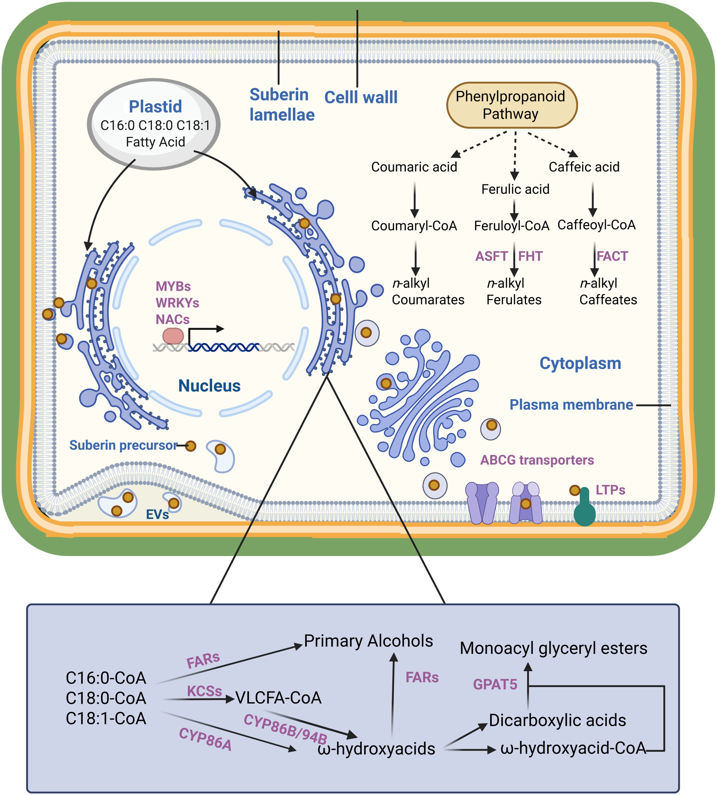 Diagram illustrating suberin biosynthesis in plant cells. The layout shows pathways involving plastids, the nucleus, and the cytoplasm. Fatty acids from plastids contribute to suberin formation in cell walls. The phenylpropanoid pathway produces compounds like coumaric acid and caffeic acid, transforming into various CoA derivatives. The suberin synthesis involves enzymes such as FARs, KCSs, and CYP86A. The image highlights the role of MYBs, WRKYs, and NACs in genetic regulation. The suberin lamellae, cell wall, plasma membrane, and transporters like ABCG and LTPs are labeled, indicating their role in suberin precursor transport and deposition.