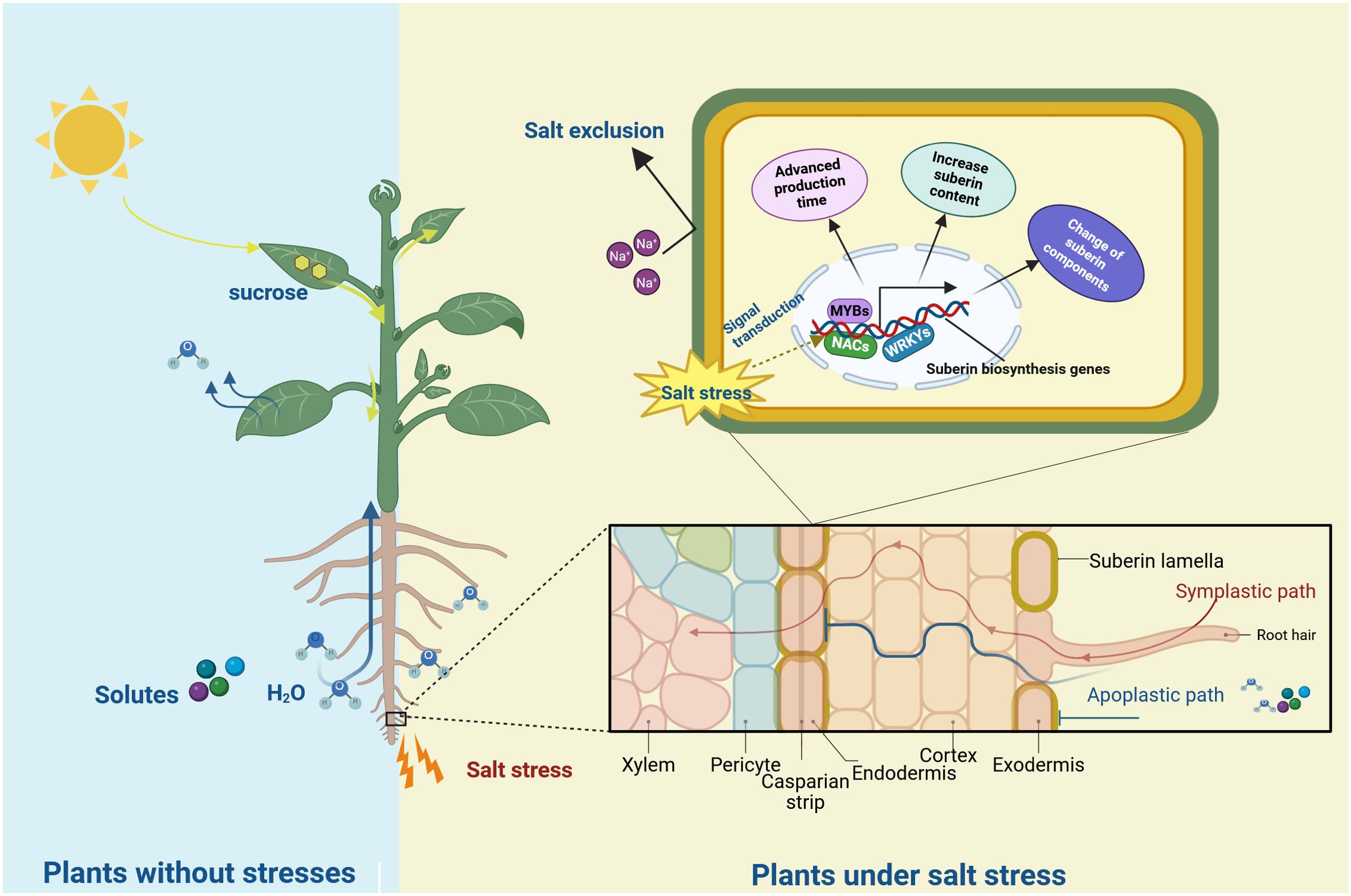 Illustration showing a comparison between plants without stress and plants under salt stress. On the left, a healthy plant absorbs water and solutes. On the right, salt stress triggers increased suberin in roots, shown by pathways labeled as advanced production time, increased suberin content, and change of suberin components. An inset displays root structure, highlighting the xylem, pericyle, Casparian strip, endodermis, and cortex, with symplastic and apoplastic paths indicated. Salt exclusion and stress responses are managed through signal transduction involving MYBs, NACs, and WRKYs.