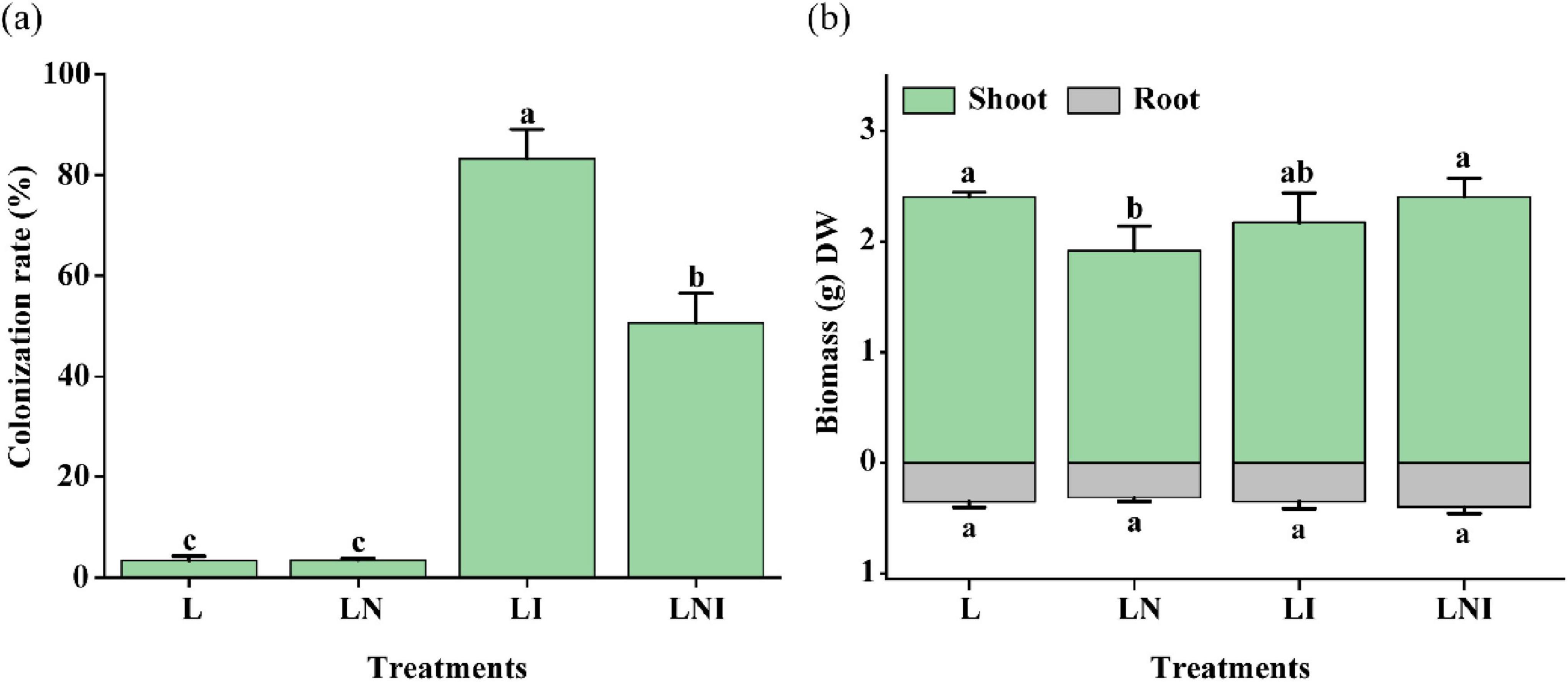 Panel (a) shows a bar chart depicting colonization rates (%) for treatments L, LN, LI, and LNI. Treatment LI has the highest colonization rate, followed by LNI, with L and LN having the lowest. Panel (b) presents a stacked bar chart of biomass (g DW) for shoot and root across the same treatments. LI and LNI have the highest biomass, with LN slightly lower, and L the lowest. Statistical groupings are indicated by letters above the bars.