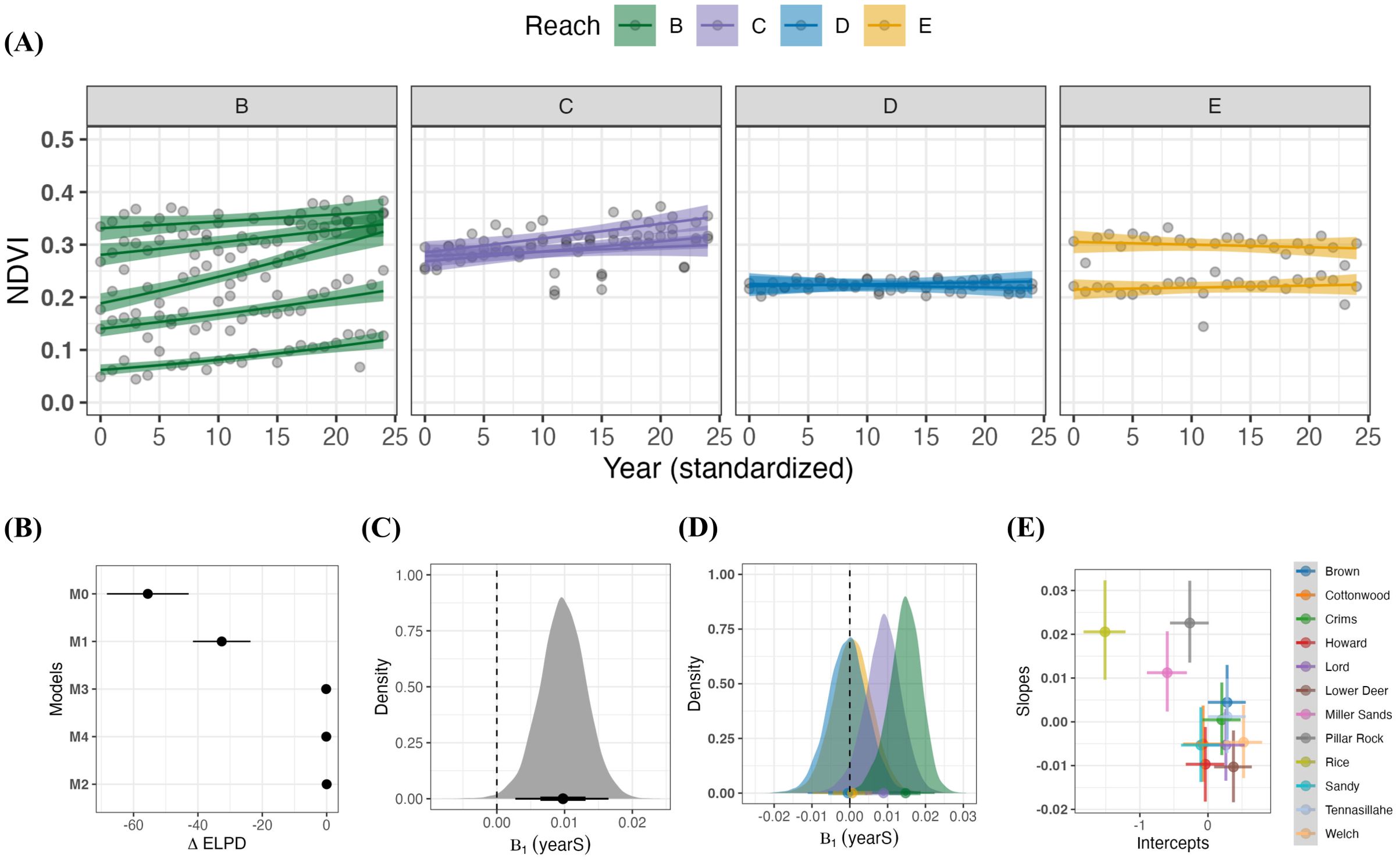 Panel A displays four scatterplots showing NDVI over standardized years for reaches B, C, D, and E, with linear trend lines in green, purple, blue, and yellow, respectively. Panel B presents a dot plot comparing models M0 to M4 by ΔELPD. Panel C features a density plot for B₁ (years) overlaid with a dashed line. Panel D shows colored density plots for B₁ (years) by different reaches. Panel E is a scatter plot of slopes versus intercepts, with a color legend for various categories.