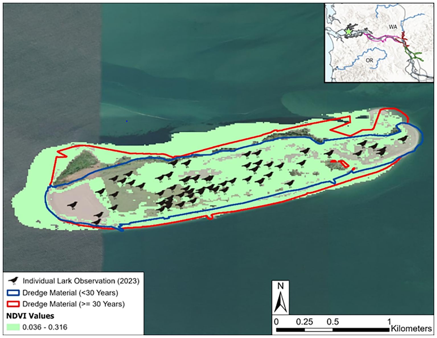 Map of an island showing lark observations in 2023, represented by black silhouettes. Areas with dredge material less than thirty years old are outlined in blue, and those greater than or equal to thirty years old in red. Various shades indicate NDVI values from 0.036 to 0.316. An inset map at the top right locates the area in Washington and Oregon. Scale bar and north arrow included.