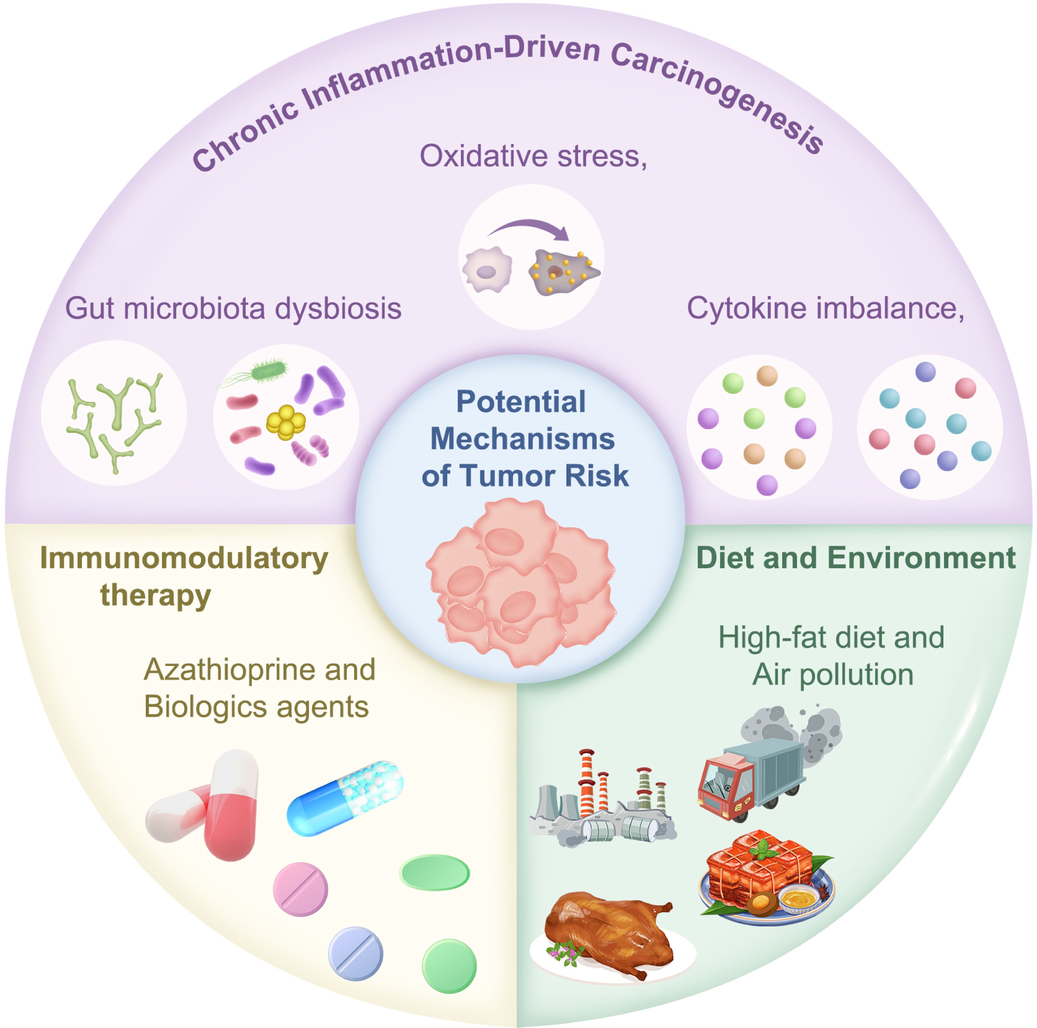 Diagram illustrating potential mechanisms of tumor risk, divided into three sections: chronic inflammation-driven carcinogenesis, immunomodulatory therapy, and diet and environment. Sections include oxidative stress, cytokine imbalance, gut microbiota dysbiosis, azathioprine and biologics, high-fat diet, and air pollution. Central circle labeled “Potential Mechanisms of Tumor Risk.