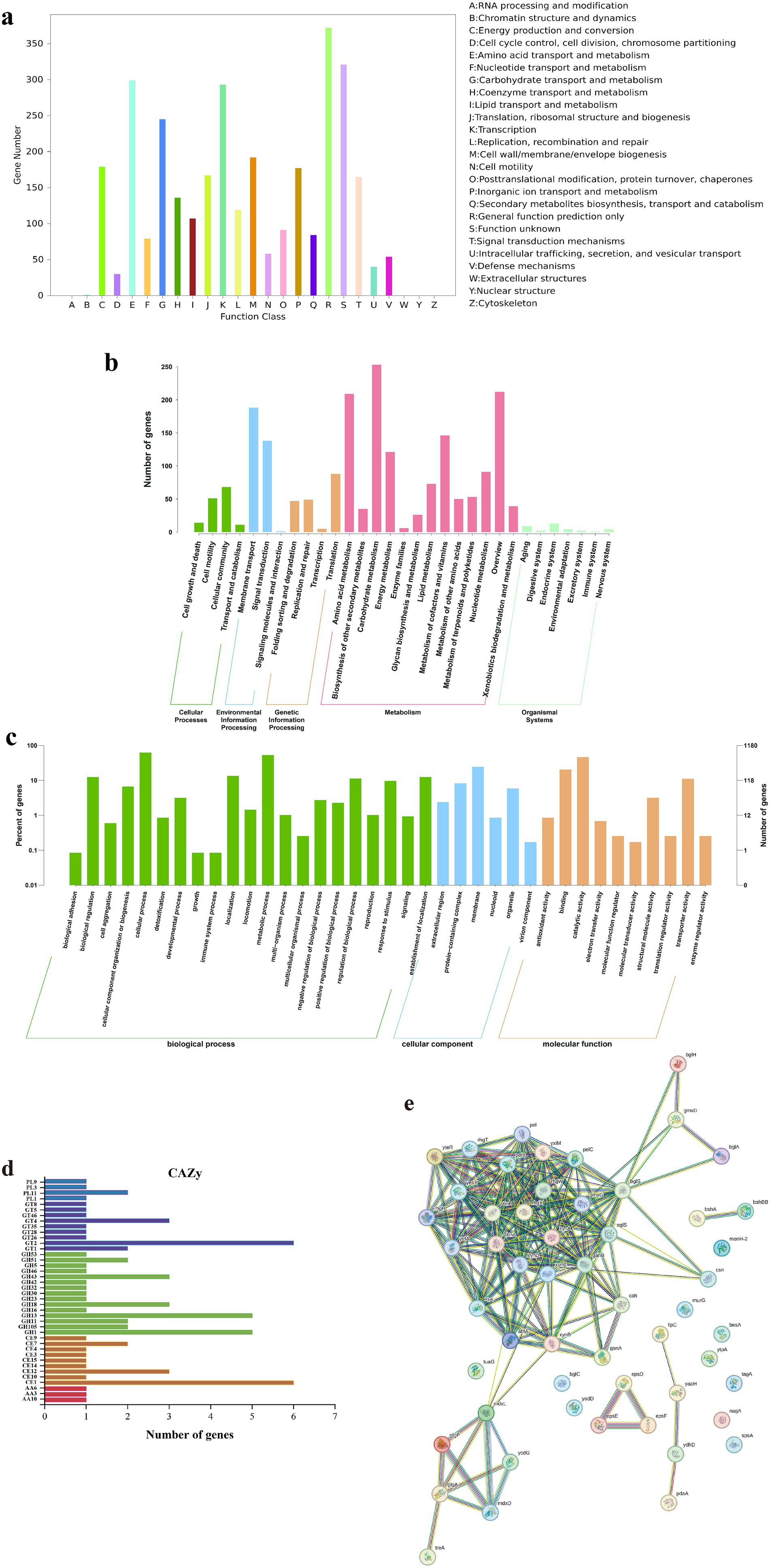 Three bar charts labeled a, b, and c. Chart a shows gene numbers across 26 function classes, such as RNA processing and energy production. Chart b displays the number of genes in various processes, including cellular and environmental information processing. Chart c depicts the percentage of genes in biological processes, cellular components, and molecular functions, such as cellular organization and binding activity. The charts represent data on gene classifications and categorizations. Bar graph on the left shows the number of genes for various CAZy families, with GT28 having the highest count. On the right, a network diagram illustrates interactions among numerous genes, depicted as interconnected nodes with labels like