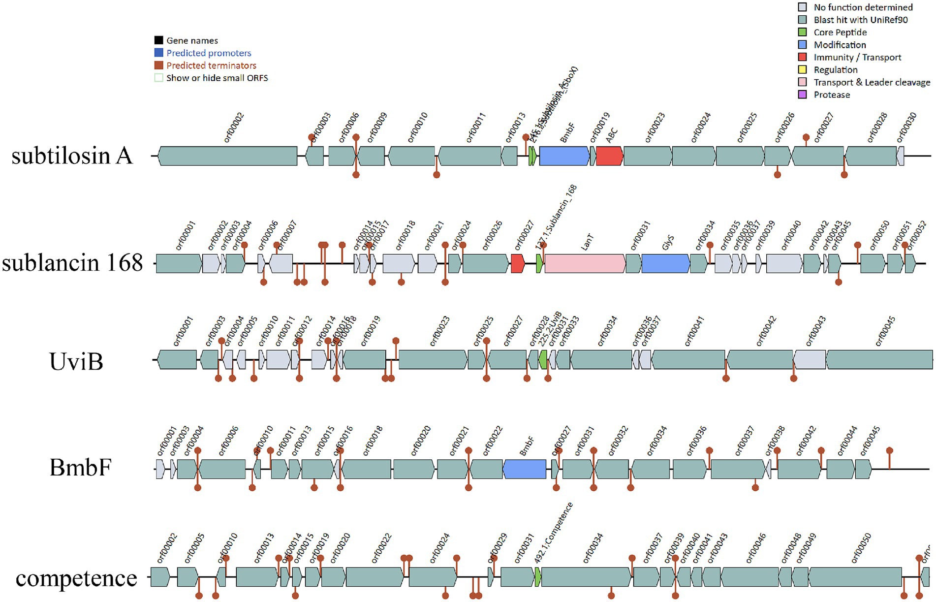 Gene cluster diagram showing the organization of genetic elements for subtilosin A, sublancin 168, UviB, BmbF, and competence in Bacillus. Elements are color-coded, indicating functions like core peptide, modification, regulation, and transport. Predicted promoters and terminators are also marked.