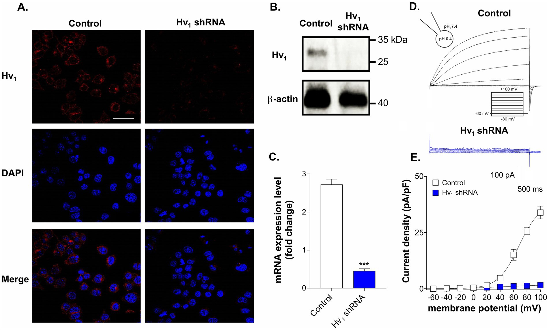 Fluorescent microscopy and electrophysiology data showing knockdown of Hv1 using shRNA. In A, red indicates Hv1 and blue represents DAPI staining with merged images. In B, Western blot shows reduced Hv1 protein in shRNA samples. C quantifies mRNA expression indicating reduced levels with Hv1 shRNA. D displays electrophysiological traces showing reduced currents in Hv1 shRNA. E is a graph comparing current density at different membrane potentials, illustrating decreased activity in shRNA-treated cells.