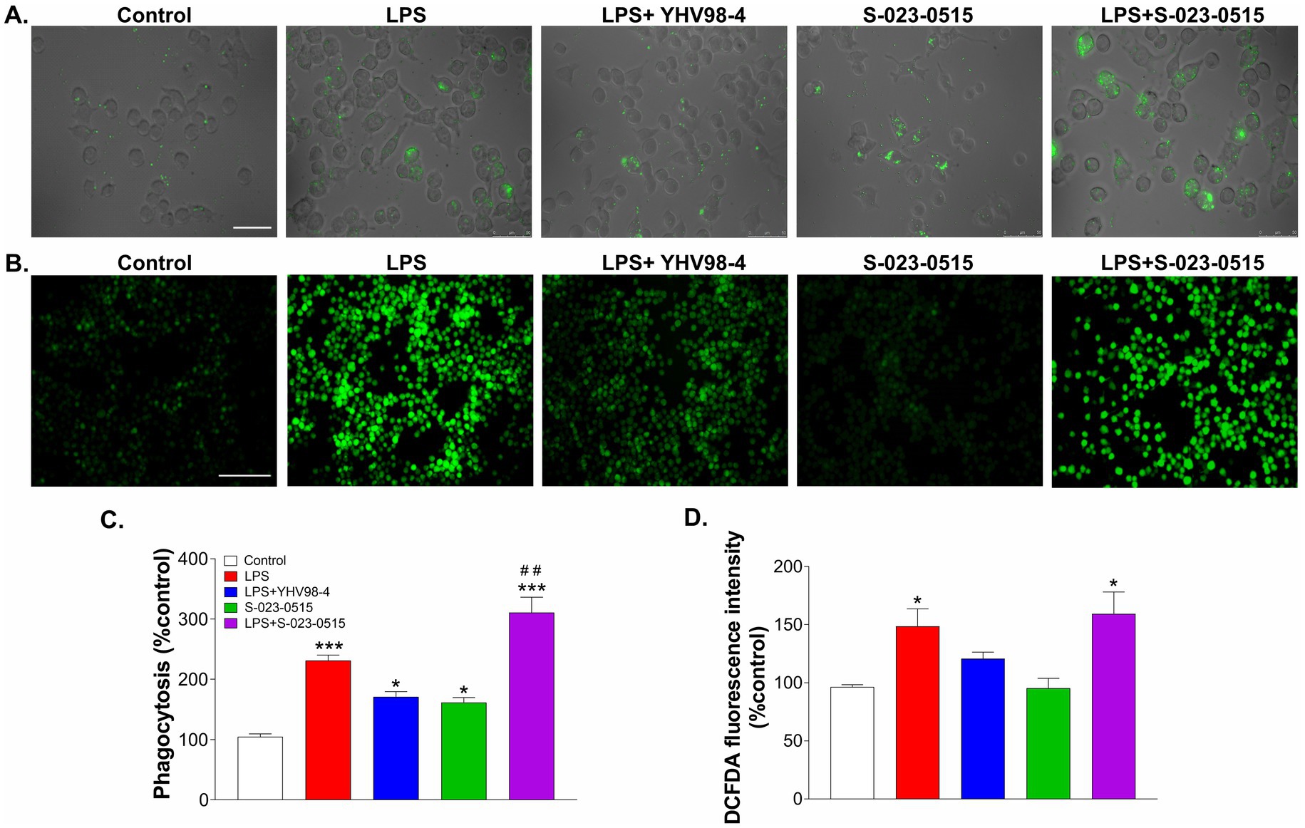 Panel A shows microscopic images of cells under different treatments: Control, LPS, LPS with YHV98-4, S-023-0515, and LPS with S-023-0515, with green fluorescence phagocytosis activity. Panel B shows cellular ROS fluorescence intensity for the same treatments. Panel C is a bar graph showing phagocytosis percentage, with LPS plus S-023-0515 having the highest increase. Panel D is a bar graph showing DCFDA fluorescence intensity, with LPS and LPS plus S-023-0515 showing increased levels. Scale bars are present in panels A and B.